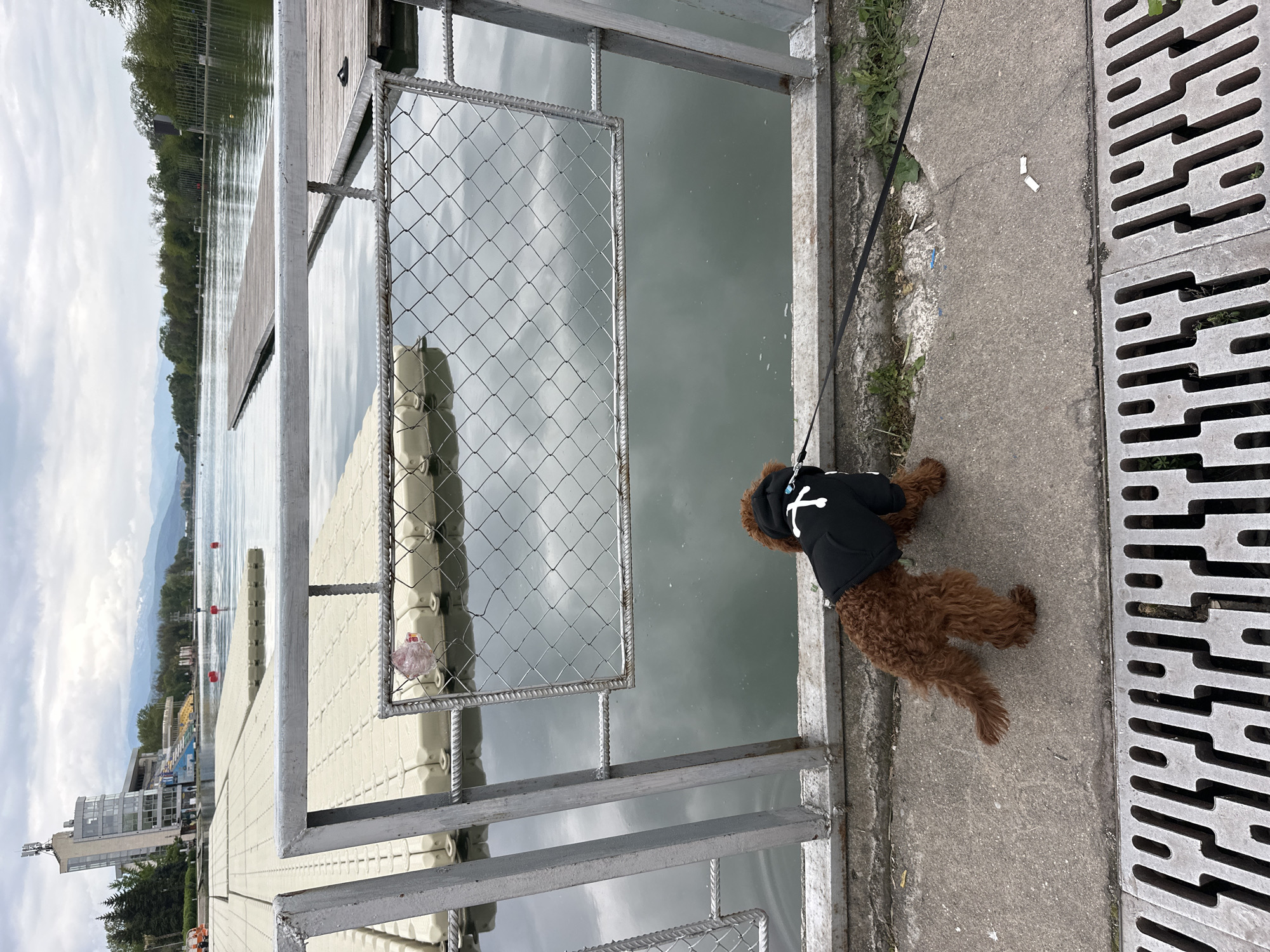 The image captures a brown, curly-haired dog standing on a concrete pathway beside a body of water, likely a lake or canal. The dog is wearing a black hoodie with a white "X" design on its back and appears to be on a leash, though the person holding it is not visible. The dog is looking intently towards the water.
A metal fence, constructed from rebar and chain-link mesh, separates the concrete path from the water. Beyond the fence, there are white or light-colored floating docks or platforms extending into the water. In the background, the water body stretches into the distance, lined by trees and with hazy mountains visible further away. Several red buoys are scattered across the water, suggesting a designated course, possibly for rowing or other water sports.
To the left, a large modern building, resembling a stadium or sports facility, is visible near the water's edge, reinforcing the idea of a sports venue. The sky is overcast, indicating a cloudy daytime setting. The concrete path features a large, rectangular drainage grate, and two cigarette butts are visible on the ground near the grate. A small piece of litter (possibly plastic or foil) is also seen on the floating dock near the fence. The overall scene suggests a sporting complex by a lake, likely the Plovdiv Regatta Course in Bulgaria.