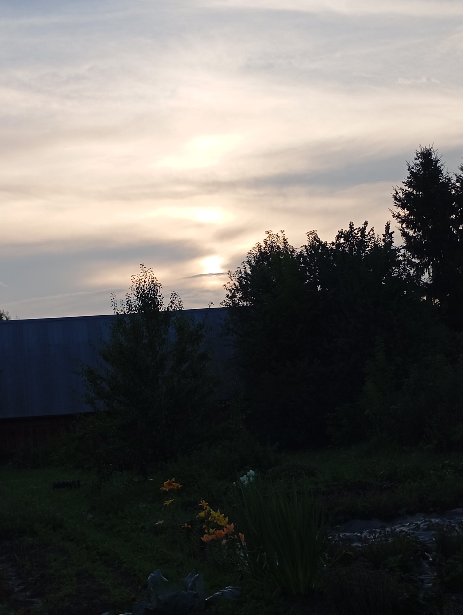 The image depicts an outdoor scene, likely a rural or suburban setting, with a building and vegetation under a cloudy sky. In the background, a long, dark, rectangular building is visible, possibly a shed or industrial structure, with a dark roof and siding. In front of the building, a dense line of trees and bushes creates a dark silhouette against the lighter sky. The sky itself is a pale blue with wispy white clouds, and a diffused, bright light suggests the sun is low on the horizon, possibly setting, or obscured by clouds. In the foreground, a dark green lawn or field is sparsely populated with some flowering plants. Yellow and orange flowers are visible to the left of center, and some tall green grass or reeds are in the middle. The overall lighting is dim, contributing to a somewhat subdued atmosphere. There are no people or animals visible in the image.