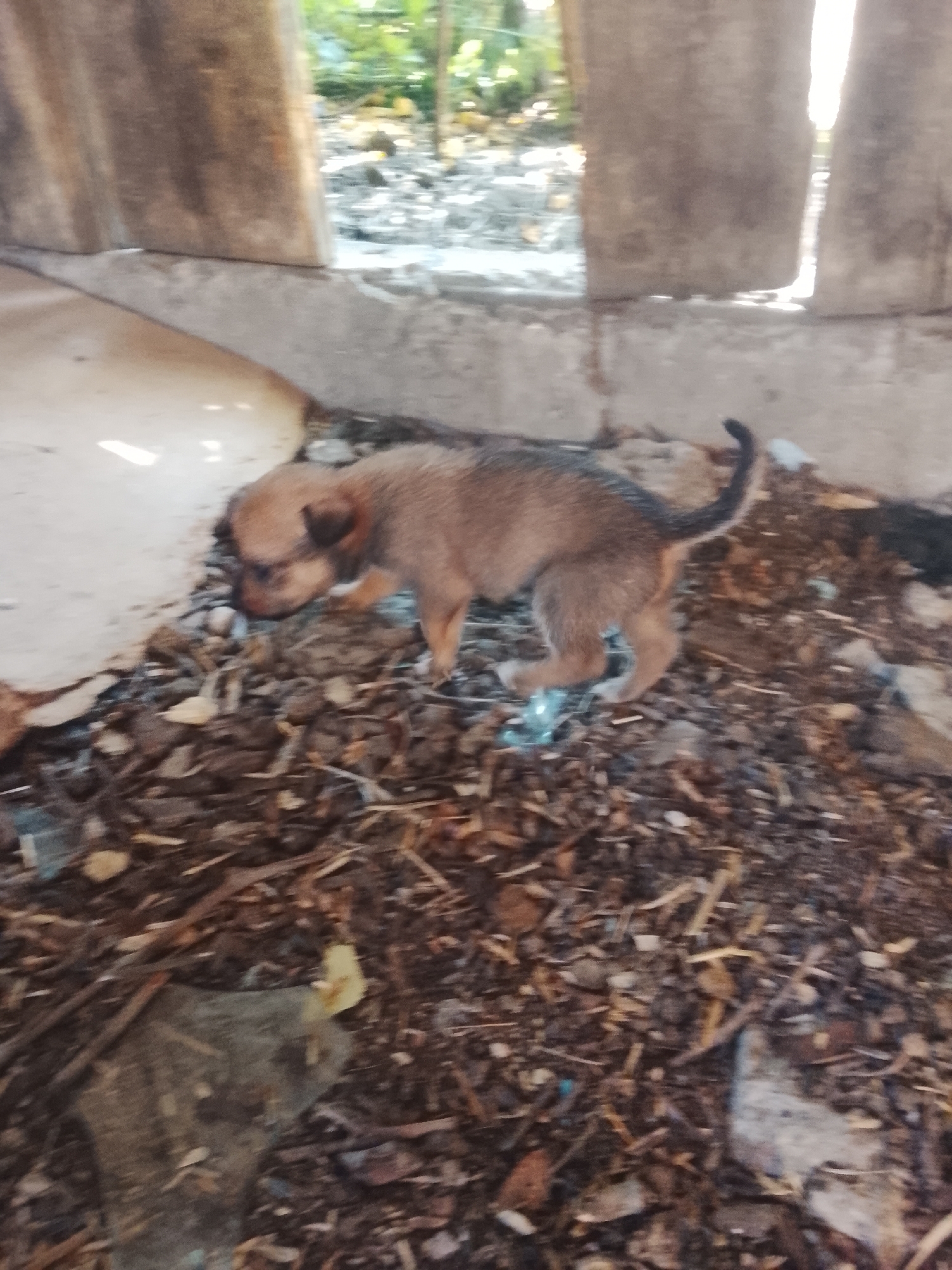 A young, brown puppy with a dark tail stands on debris in a yard in Tocuz, Moldova. The puppy is facing downwards, sniffing the ground. To the left of the puppy is a concrete structure, and behind it, the wooden planks of a fence. The ground is covered with dry leaves and twigs, and scattered pieces of trash. The background consists of greenery, with trees and plants visible. The lighting suggests it is daytime, with sunlight filtering through the environment.