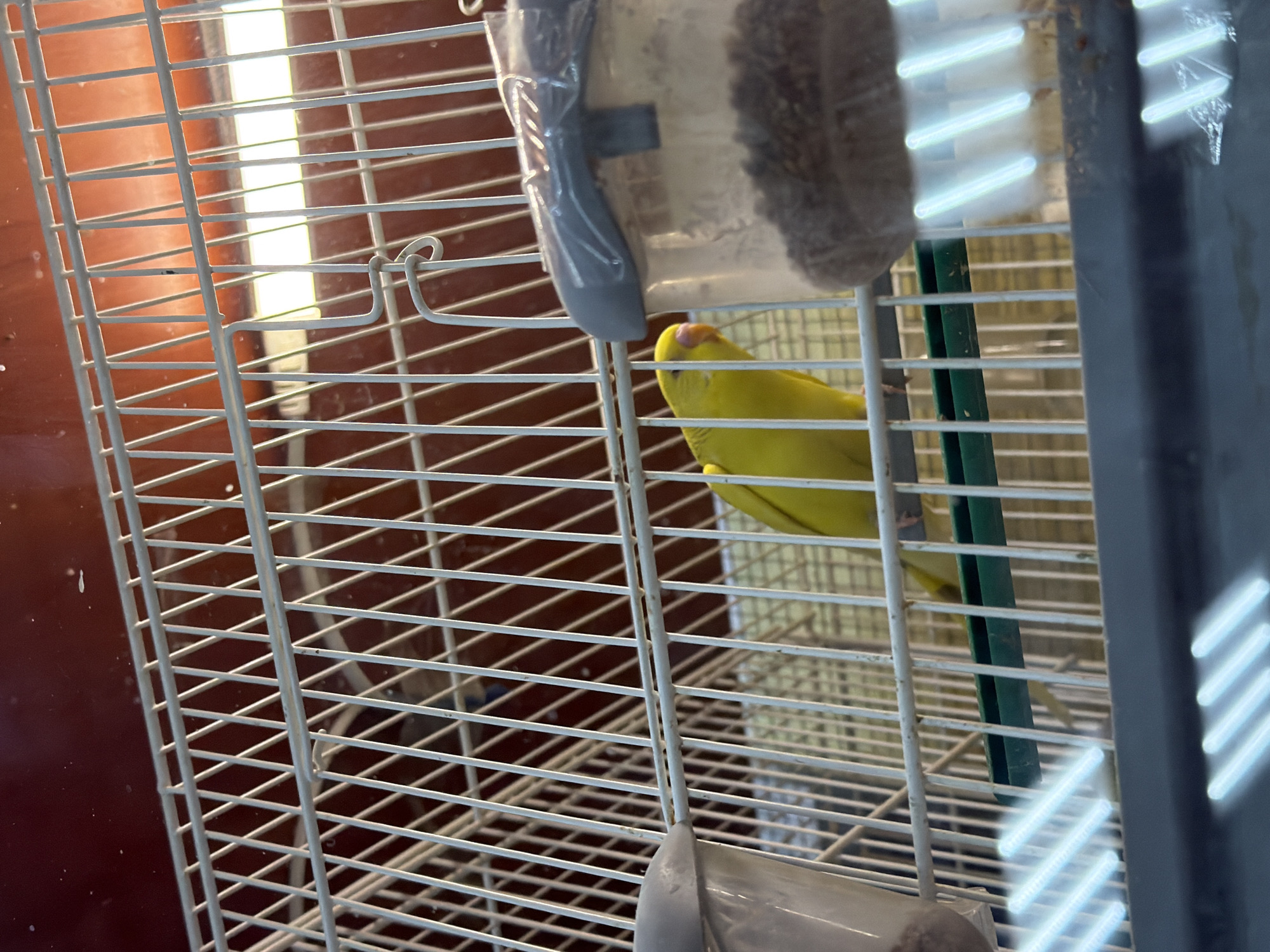 A single bright yellow budgerigar is perched inside a white wire birdcage. The bird is facing left with its head slightly turned towards the viewer. It appears to be a young bird, evidenced by its relatively plain plumage and small size. The cage has a green perch running horizontally across the lower section. To the right of the bird, a clear plastic seed dispenser is attached to the cage, filled with small, dark seeds. The background of the image shows vertical reddish-brown bars, possibly part of the cage structure or an element behind it. The lighting is somewhat harsh, with bright, possibly fluorescent, lights casting reflections on the cage bars and illuminating the bird. The overall scene suggests a pet bird in a domestic setting. There are no people or animals other than the budgerigar visible. There is no information within the image to suggest a specific location in Mahilyow, Belarus.