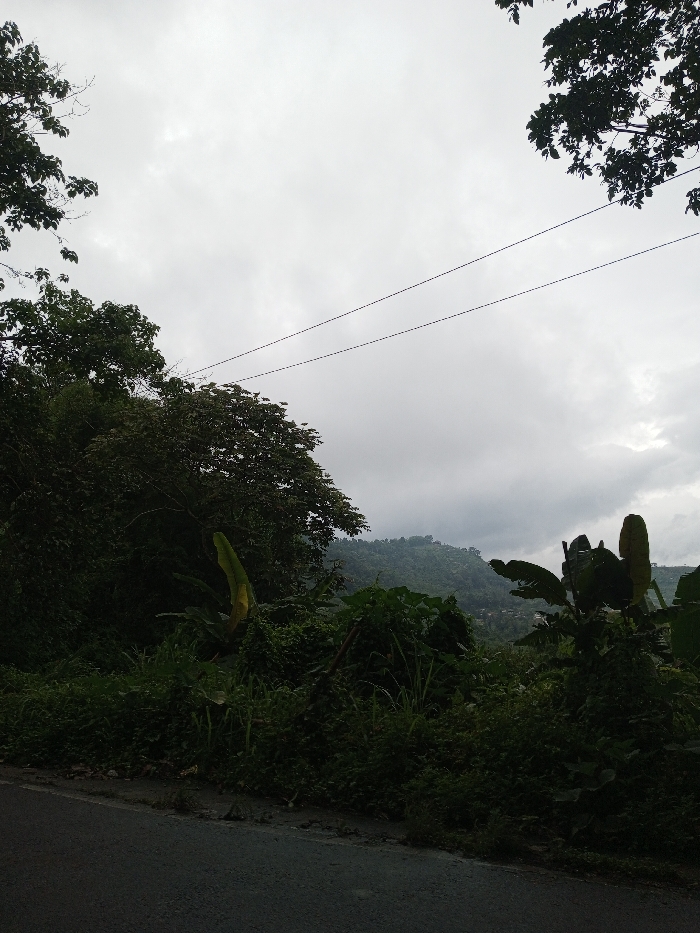 The image displays an outdoor scene in Ambakirano, Madagascar, characterized by dense tropical vegetation under an overcast, light gray sky. Two dark, parallel power or communication lines traverse horizontally across the upper mid-section of the frame. Lush, dark green foliage, including tall trees and broad-leafed plants, dominates the midground. A distinct light green banana leaf is visible within the vegetation towards the center-left. In the background, multiple forested hills or mountains are discernible, their peaks partially obscured by clouds or atmospheric haze. A dark gray asphalt road occupies the lower-left foreground, bordering a narrow strip of dark earth and sparse grass before meeting the thick vegetation. No individuals or animals are present.