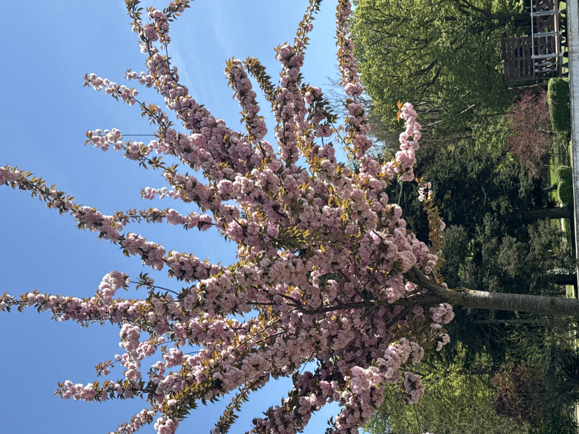 The image shows a flowering tree with pink blossoms against a bright blue sky. In the background, there are other trees with green foliage, and what appears to be a fence or structure on the far right. The tree trunk is visible, and the branches are densely covered with flowers. The location is unknown.