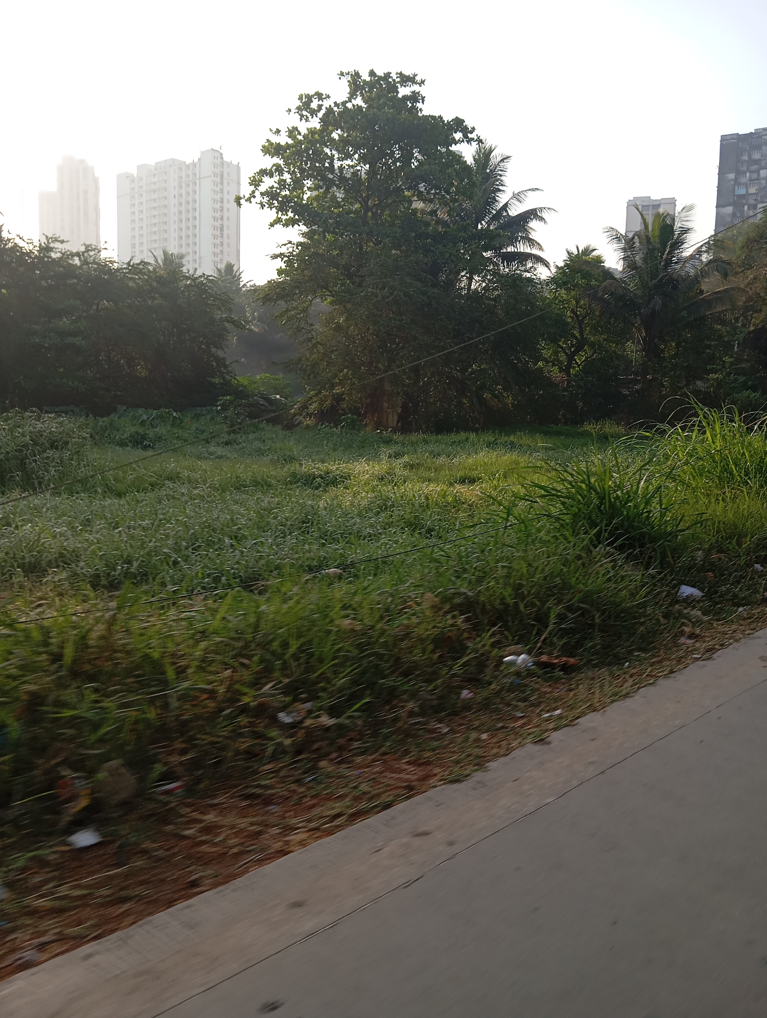 The image shows a grassy field adjacent to a concrete road in Mumbai, India. Tall buildings are visible in the background, partially obscured by trees. The foreground is dominated by overgrown grass and patches of debris, leading to a patch of low-lying, unkempt greenery. The road's surface is visible on the lower right. There is no evidence of human presence, activity, or interaction in the immediate scene.