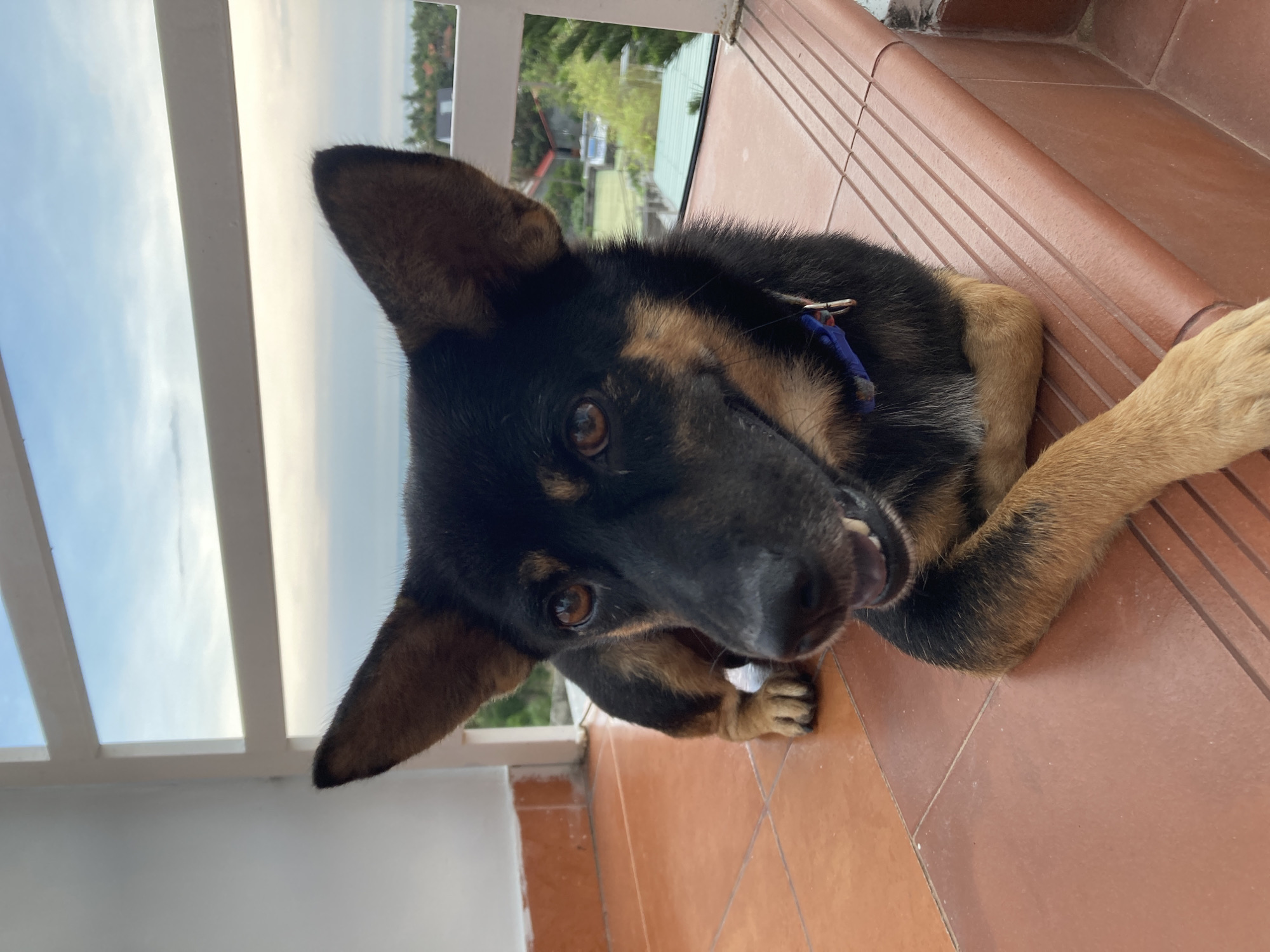 A medium-sized dog is lying on a tiled outdoor porch in Mũi Né, Vietnam. The dog has black fur on its back and head with tan/brown markings on its legs and face. The dog is wearing a blue collar. A white railing is visible in the background, with trees and houses in the distance. The sky is overcast. The porch is covered in brown, square tiles.