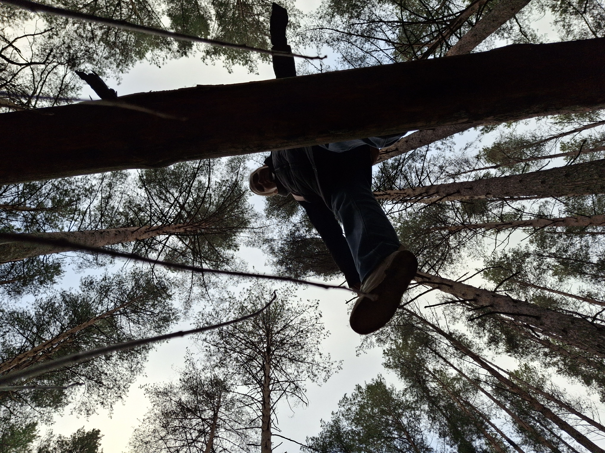 A low-angle shot looks up through a dense forest canopy at a person positioned on a thick, dark tree trunk or log. The individual, seen from the chest down, appears to be balancing, walking, or climbing on the log, which horizontally bisects the image. They are dressed in dark trousers and a dark jacket, with a lighter-colored shirt or hood visible around their head, and light-colored shoes. Their face is partially visible, looking down towards the camera.
The background consists of numerous tall, slender trees, predominantly coniferous (pine trees), with their needle-like branches forming a textured silhouette against a bright, overcast or softly lit sky. The perspective creates a sense of height and immersion within the forest. Several other tree trunks are visible, reaching upwards towards the sky, some appearing to be dead branches or smaller logs lying across the frame. The overall atmosphere suggests an outdoor adventure or exploration in a natural setting.
The time of day appears to be daytime, with soft, diffused light, indicating either an overcast sky or early morning/late afternoon. There are no notable weather conditions visible. The scene is set in a pine forest, consistent with the geographical context of Chaikovsky, Russia. No visible text is present in the image.