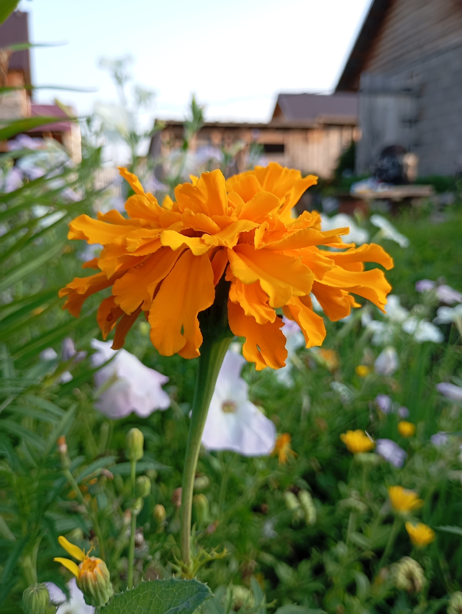 An extreme close-up, eye-level shot focuses on a bright orange marigold flower. The marigold, with its ruffled petals, stands tall on a green stem, dominating the foreground. In the background, a slightly blurred landscape reveals a rustic wooden building with a brown roof, hinting at a rural or garden setting. Other flowers, in shades of white and yellow, are scattered throughout the green foliage, creating a soft, natural backdrop. The sky above is a pale, clear blue, suggesting a bright, possibly late afternoon or early morning light. The overall impression is one of natural beauty and tranquility. The location, Фоки, Russia, suggests a temperate climate with a possibility of gardens and natural landscapes.