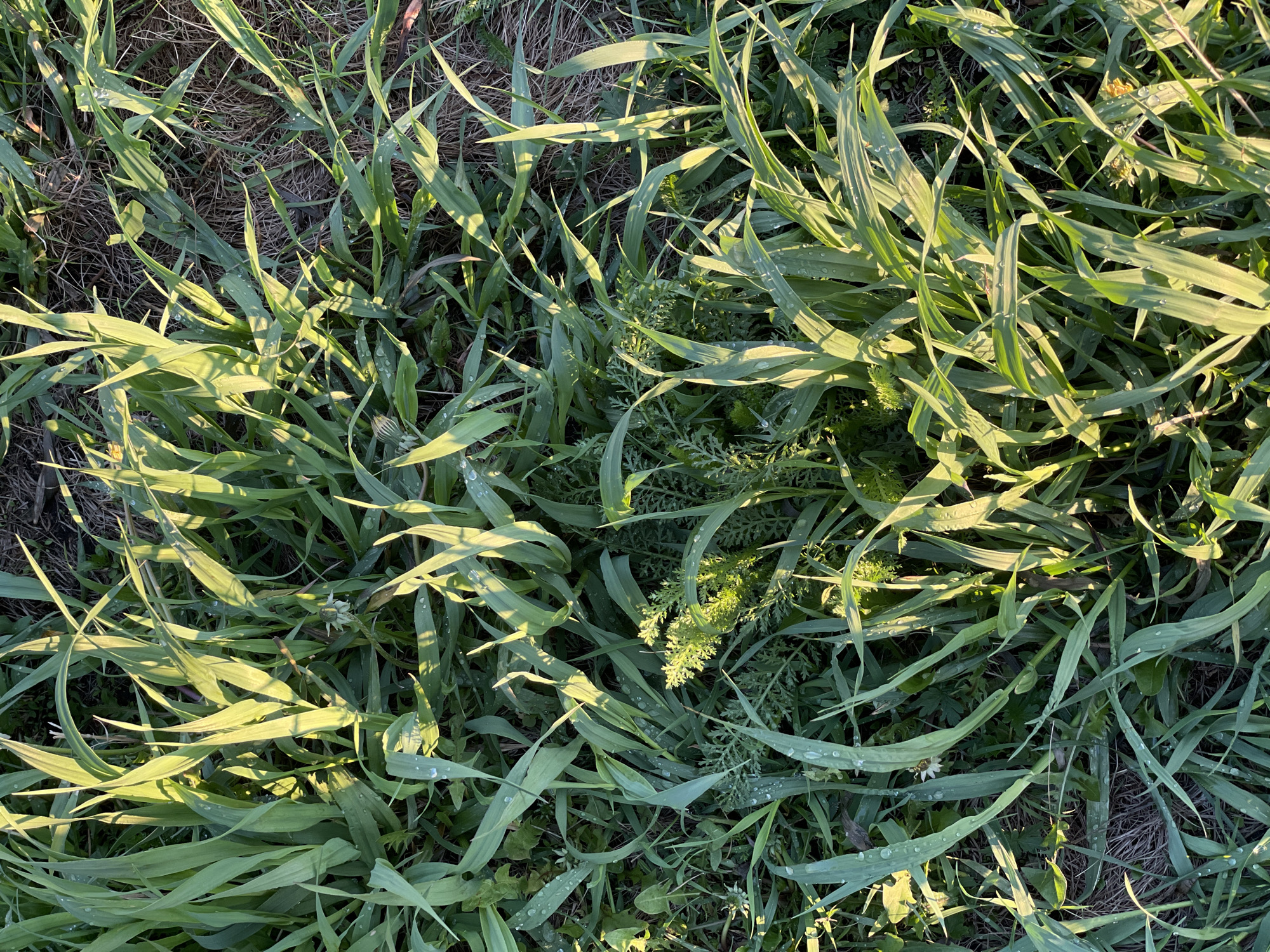 The image depicts a close-up view of various types of green vegetation, including grasses and leafy plants. Dewdrops are visible on some of the leaves. A patch of dry, brown grass and soil is visible in the background. The lighting suggests a sunny or early morning setting. The specific location in Zheleznogorsk, Russia, cannot be determined from the visual information provided. No people or specific actions are discernible.