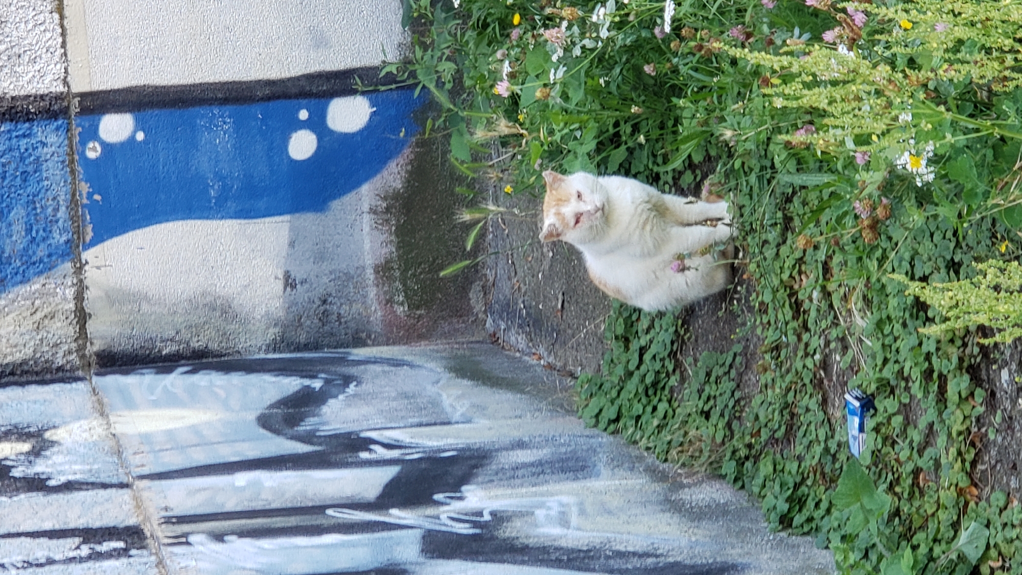 A ginger and white cat with red eyes sits on a patch of green ground cover next to a concrete wall covered in graffiti. The wall has abstract blue and black spray paint markings. The cat is in the center of the frame, surrounded by various green plants and small wildflowers in pink and white. To the left of the cat, on the ground, is a small blue and silver object, possibly a piece of trash. The scene appears to be an outdoor urban environment, likely a neglected corner or alleyway in the city of Prešov, Slovakia.