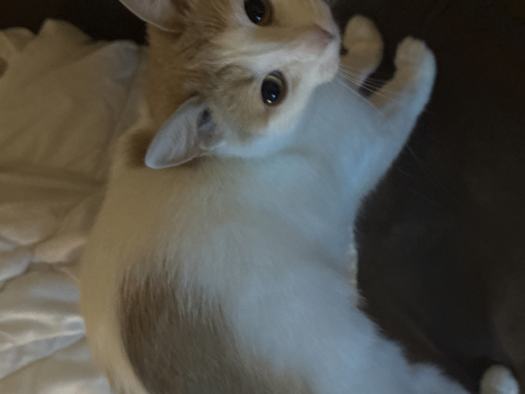 A domestic cat with orange and white fur is pictured from a high angle, looking down. The cat's eyes are dark brown and wide open. Its ears are pointed forward, and its mouth is slightly open. The cat is lying on a dark surface, possibly a couch or blanket, with a white, possibly quilted, fabric in the background. There are no people or any identifiable landmarks of Moscow, Russia in the image.