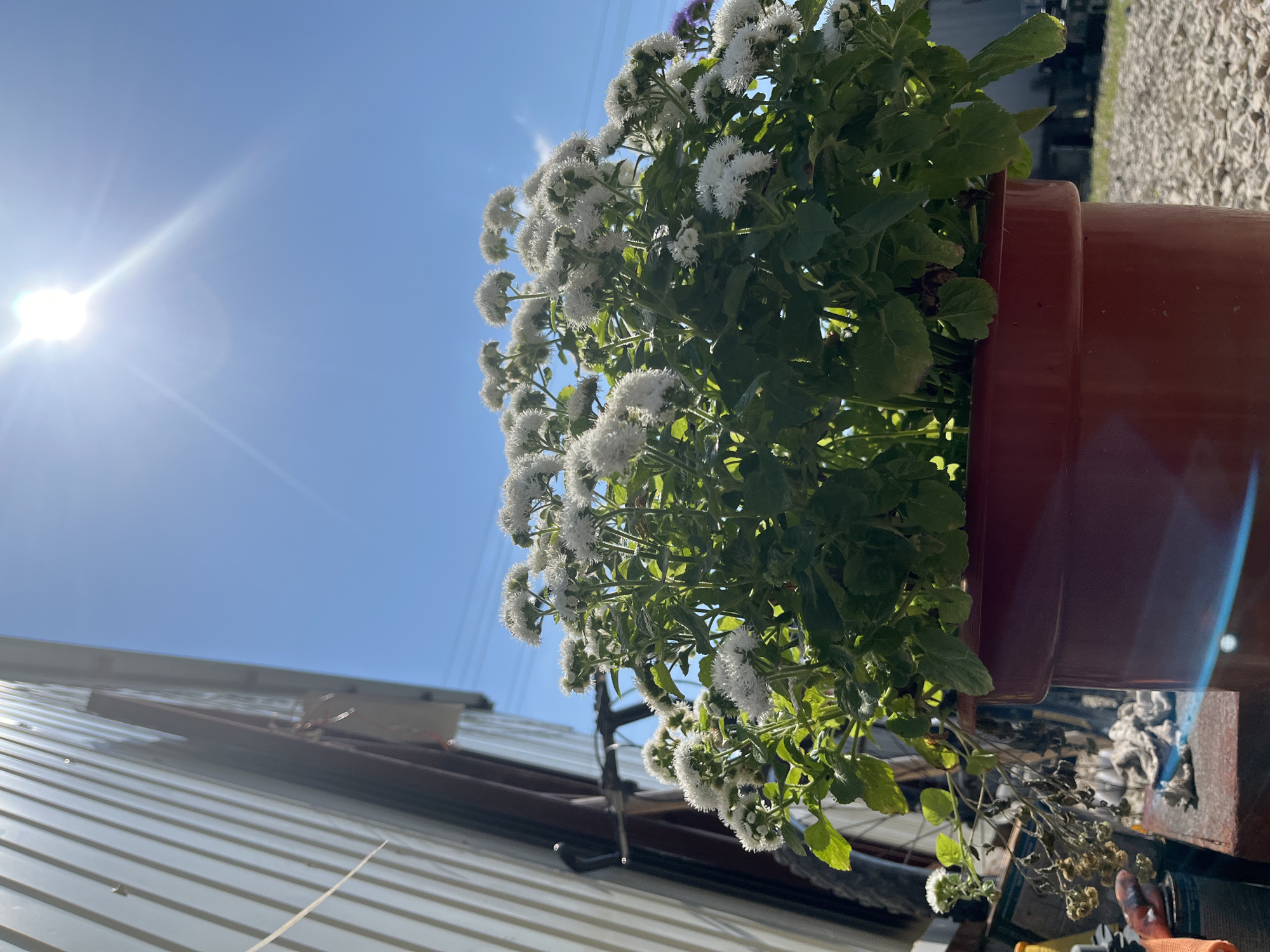 A potted plant with clusters of small white flowers sits in front of a corrugated metal building under a bright blue sky with the sun shining, creating a lens flare. The plant is in a reddish-brown plastic pot. In the background, a bicycle is leaning against the building. The ground is covered with gravel. There are no people visible in the image. The image appears to be taken outdoors in Saratov, Russia.