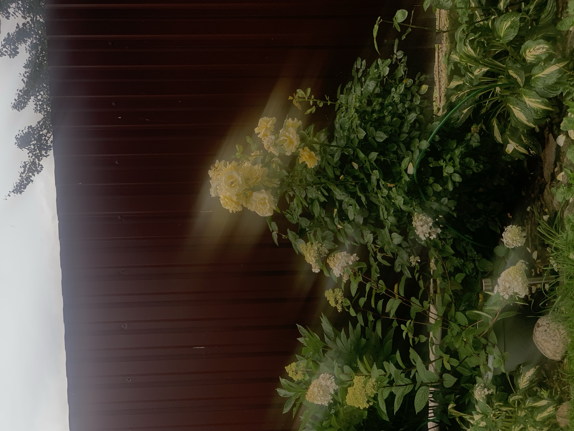 A garden scene is depicted with a rusty brown corrugated metal fence forming the background. In the foreground, a lush rose bush with pale yellow blooms is prominently featured. To the left of the rose bush are clusters of white and light green hydrangeas. The ground is covered in green grass, with some scattered stones and leaf litter. A grey plastic plant pot is partially visible. Sunlight streams through the scene, creating diagonal beams of light across the fence and foliage, suggesting an overcast sky. The overall impression is a somewhat wild and overgrown garden. The image lacks any discernible human presence or activity, or any specific features that would pinpoint its location within the city of Minsk, Belarus.
