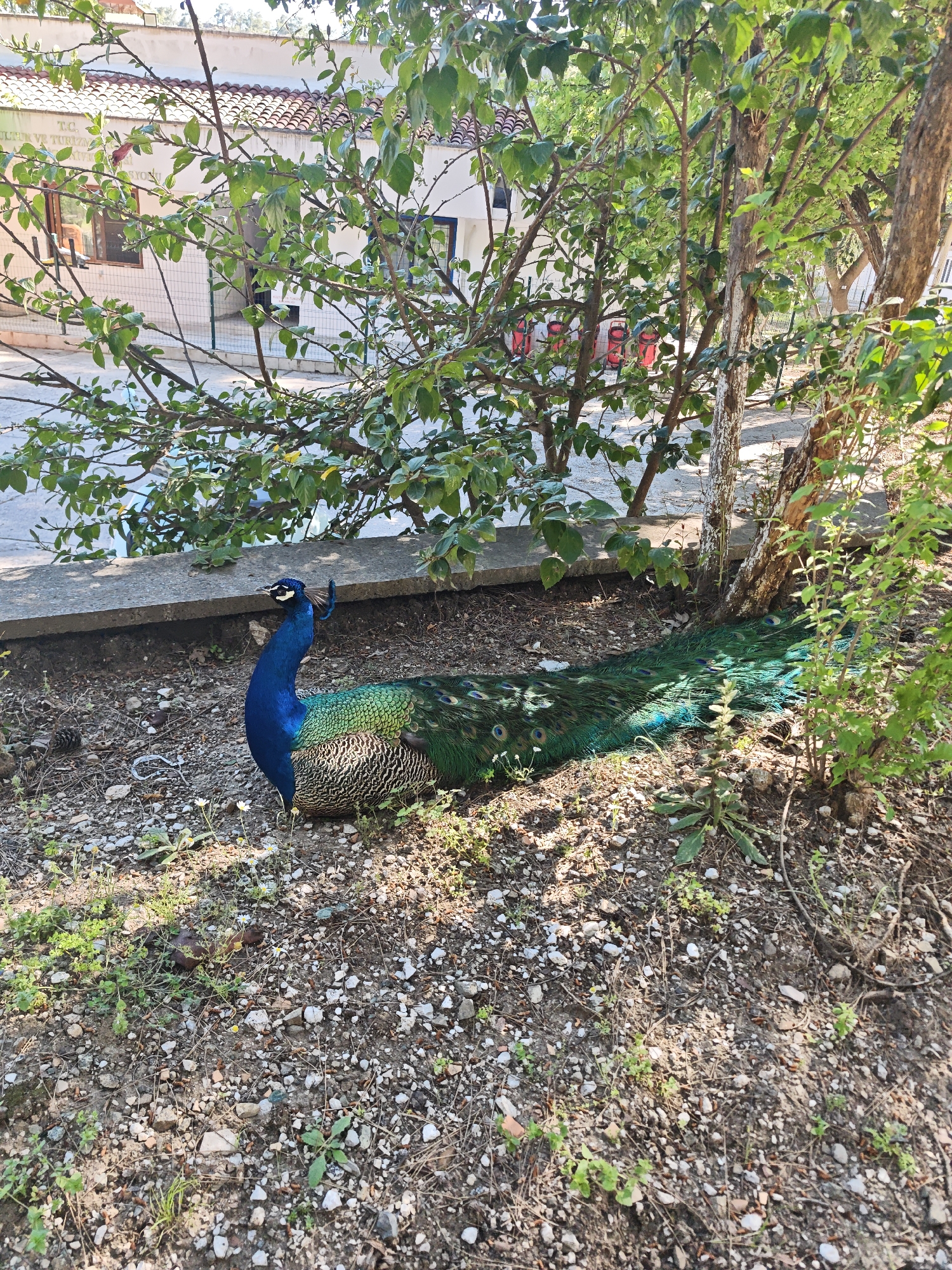 A vibrant peacock rests on rocky ground under dappled sunlight. The peacock, positioned in the lower-center, features a striking iridescent blue head and neck, a dark green and brown body, and long, shimmering green tail feathers adorned with "eye" spots, extending behind it. Its head is slightly raised, looking towards the left.
The ground around the bird is composed of small stones, dirt, and sparse green vegetation, including small white flowers and a pine cone. A concrete curb runs behind the peacock, separating the foreground from a paved area and more dense foliage.
In the background, a light-colored building with a reddish-brown tiled roof is visible through the branches of trees and bushes. Partially visible text on the building identifies it as "T.C. KÜLTÜR VE TURİZM BAKANLIĞI" (Turkish Ministry of Culture and Tourism). A fence and windows are also discernible on the building. Further to the right, through the trees, three red cylindrical objects, possibly fire extinguishers, are faintly seen.
The scene is set outdoors during daylight hours, with clear skies suggested by the bright illumination and distinct shadows. The overall impression is one of a peaceful, natural setting, likely a garden or yard associated with a government building in Kemer, Turkey.