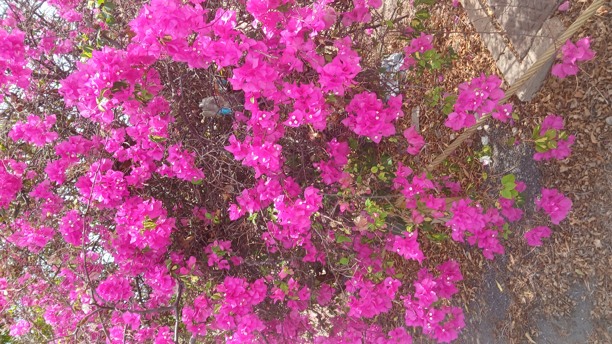 The image shows a vibrant bougainvillea bush in full bloom. The flowers are a striking magenta color. Some foliage is also visible. To the right of the bush is a walkway. The surrounding area is partially covered in dry leaves and debris, suggesting an outdoor location, potentially in a city. The description includes a general assessment of the image’s contents. The location as being in Puerto La Cruz, Venezuela can not be determined solely from the image.