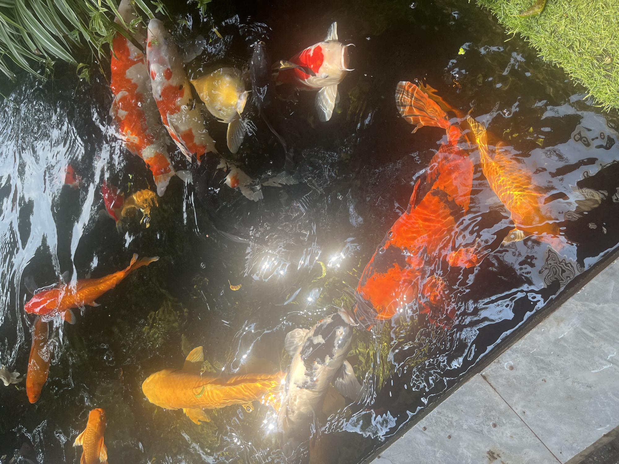 A pond in an unknown location contains many koi fish. They are various colors, including orange, white, and yellow. The pond is bordered by plants. The pond's edge is constructed of gray stone. The pond's water surface reflects sunlight.
