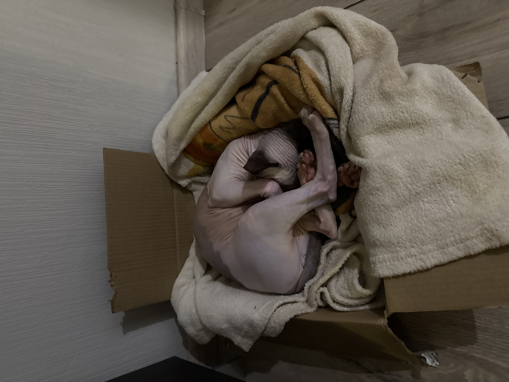 A hairless cat is curled up in a cardboard box lined with and covered by folded towels. The box is located indoors. A light-colored wall is visible behind the box and a piece of dark furniture is in the foreground.