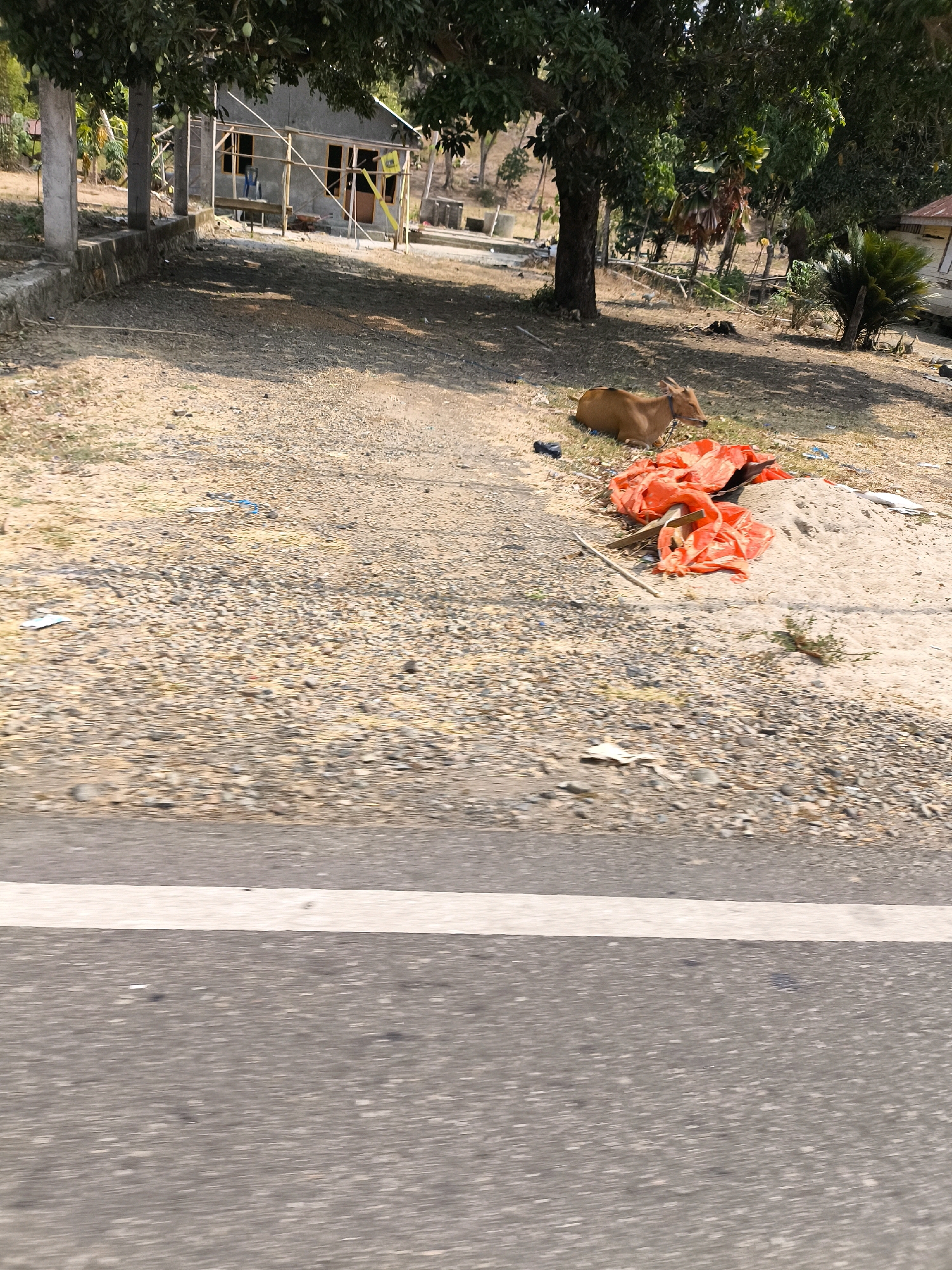 A brown cow is resting on the ground next to a pile of orange tarp in an outdoor, unpaved area. Behind the cow, a partially constructed building with visible wooden framing stands under trees. The ground is covered with gravel and some scattered debris. The scene appears to be in a rural or undeveloped area of Unknown, Indonesia, with a road and white line visible in the foreground.