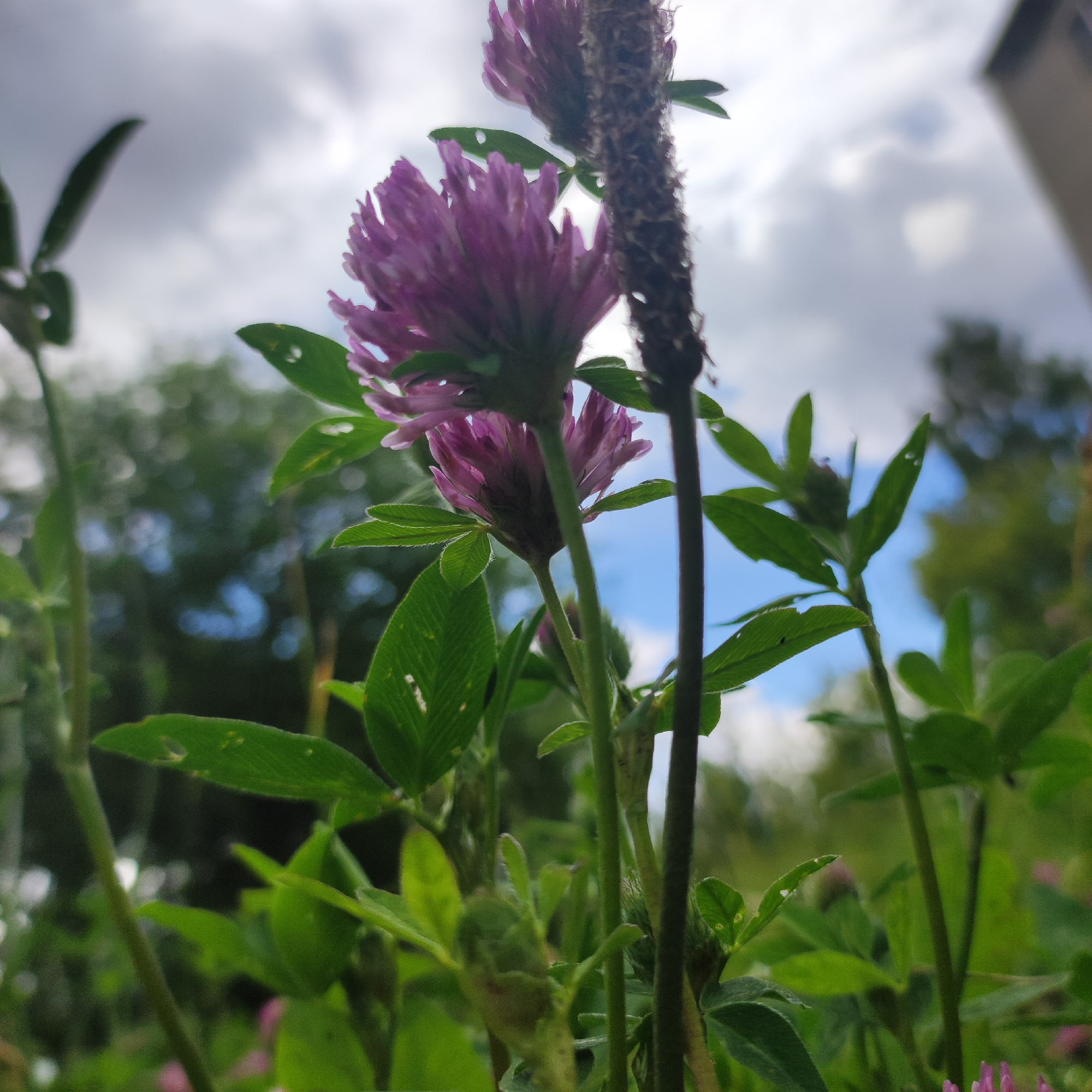 The image is a low-angle, close-up photograph of clover flowers and foliage, taken outdoors. The foreground is dominated by the vibrant pink clover blossoms and their green leaves, with some of the leaves showing small holes, possibly from insect damage. A dark, slender stalk is positioned to the right of the clover flowers. In the background, out-of-focus trees create a blurred green and dark backdrop. Above the trees, the sky is visible with a mix of gray clouds and patches of blue. The overall impression is that of a natural setting, likely a park or garden area. The provided context indicates the location is Kineshma, Russia. There are no people or animals visible in the image, and no specific actions or interactions are depicted. The lighting suggests it is daytime, possibly overcast or with partial sunlight.
