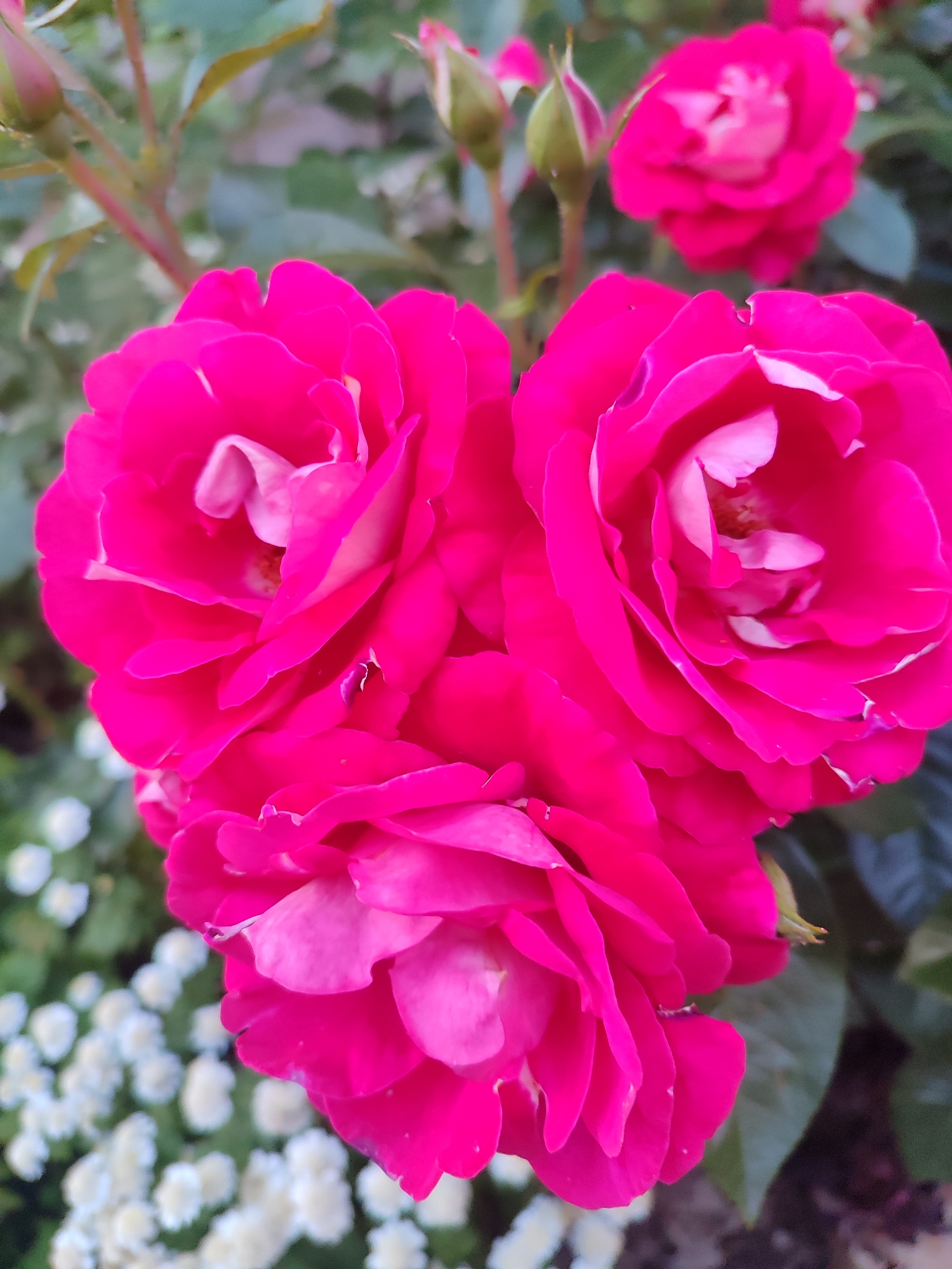 The image displays a close-up view of several vibrant fuchsia-colored roses in bloom. The roses are the primary subjects, with their petals detailed and layered. In the background, blurred foliage and smaller white flowers can be observed, creating a soft, natural setting. The lighting suggests it is daytime. There are no people or identifiable landmarks present to indicate a specific location within Saint Petersburg, Russia.