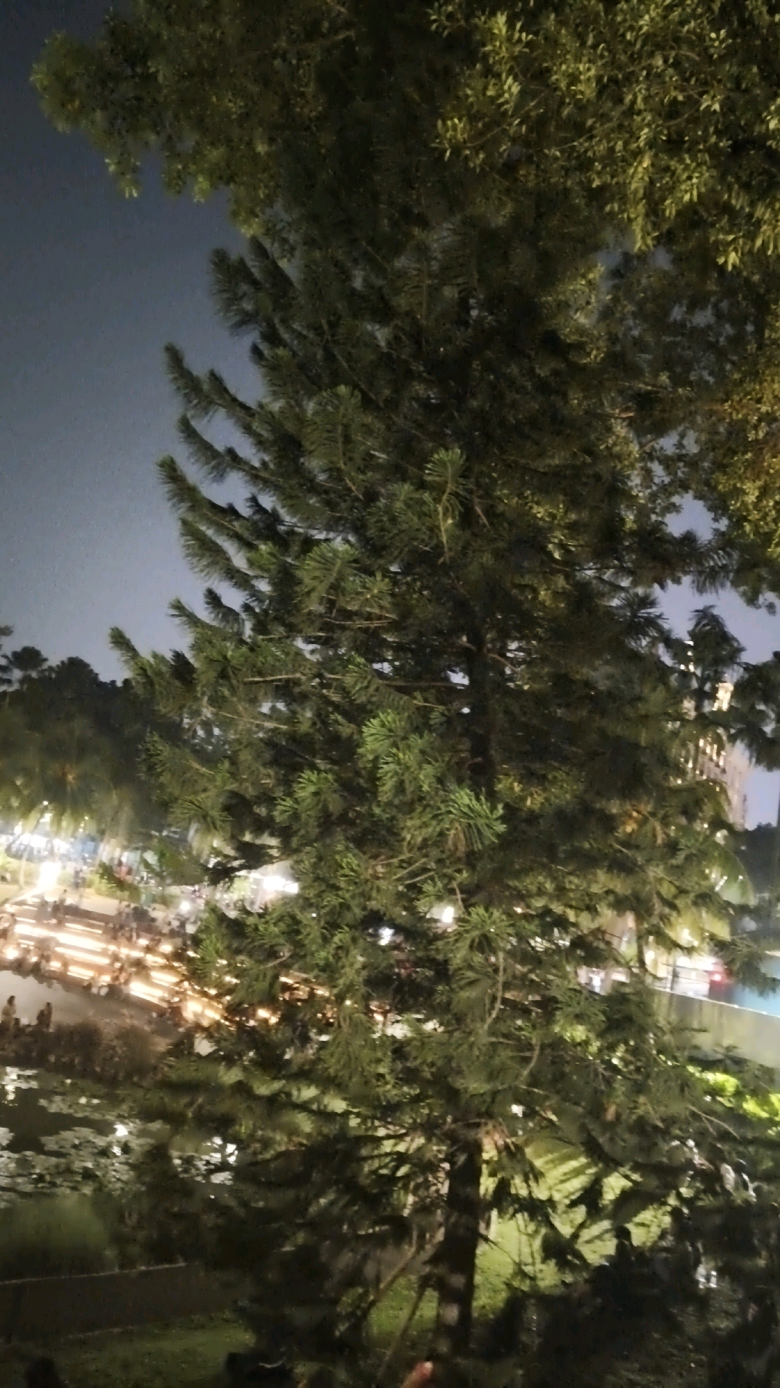 The image captures a nighttime scene at Taman Suropati in South Jakarta, Indonesia. A large pine tree dominates the foreground, its branches casting shadows across the frame. In the background, the park is illuminated with warm lights, highlighting pathways and water features. Several people are visible, appearing to be strolling and enjoying the evening ambiance. The sky is dark, indicating it is well after sunset.