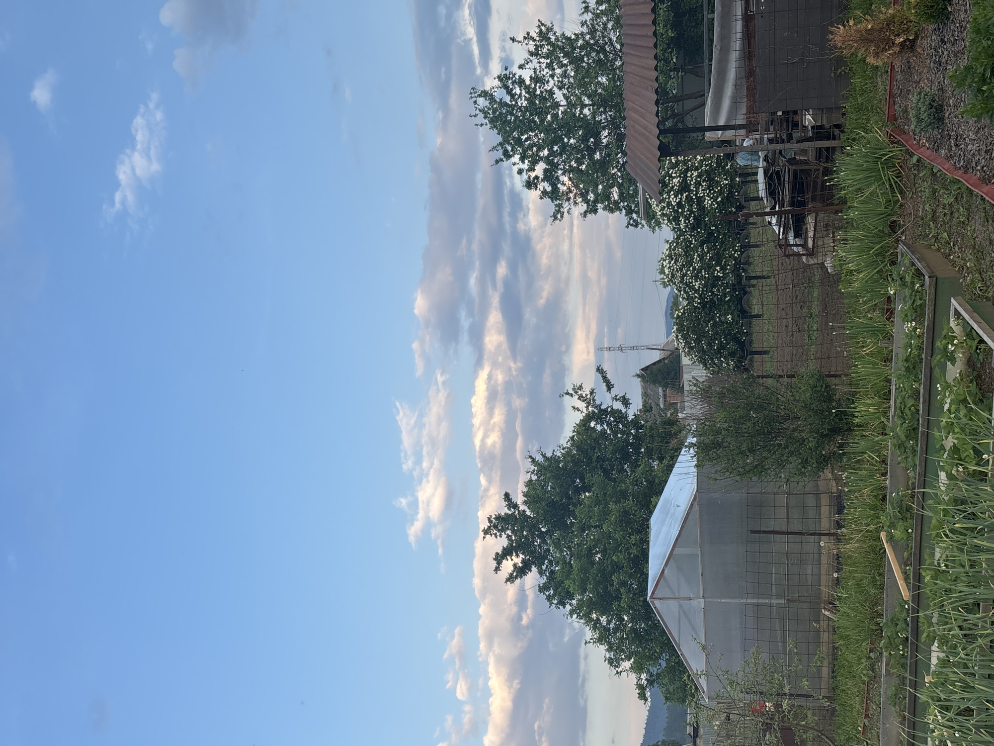 This image depicts a rural backyard scene under a partly cloudy sky. In the foreground, raised garden beds contain green shoots, likely young plants, and some flowering strawberries. A dirt path or area separates these beds from a fenced-off section.
Inside the fence, a greenhouse with a translucent roof and walls stands on the left side of the frame. Adjacent to it, a dense green bush is visible. To the right, a rustic structure with a corrugated metal roof covers a pile of assorted materials, including what appears to be old metal shelving and some plastic sheeting. A person wearing a light blue garment is partially visible within this structure, engaged in some activity.
Behind the fenced area, several mature trees with lush green foliage dominate the middle ground. One tree on the right is in bloom with white flowers. In the distance, a power transmission tower is visible, and beyond that, houses and rolling hills are faintly discernible. The overall setting suggests a residential area with a focus on gardening and outdoor storage, likely in a suburban or rural location outside of the main city infrastructure of Zheleznogorsk, Russia. The lighting indicates it is either early morning or late evening.