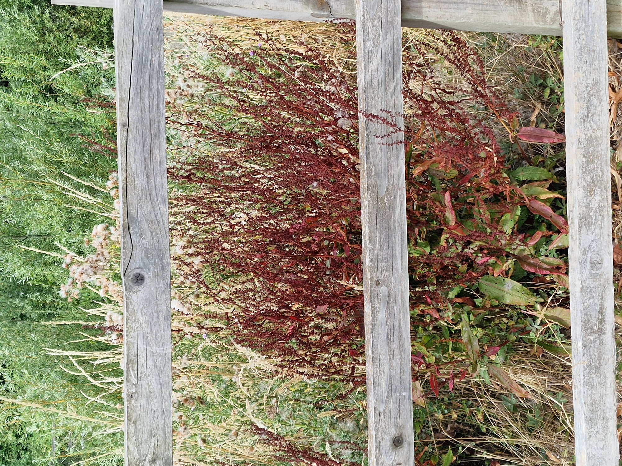 The image shows a close-up view of a rustic wooden fence in Canterbury, United Kingdom. The fence is constructed from weathered grey wooden planks, with visible grain and knot details. Through the gaps in the fence, a dense patch of wild vegetation is visible. Dominating the flora are plants with a deep reddish-brown hue, appearing to be either dead or in the process of shedding their leaves, interspersed with patches of green foliage and dry, straw-colored grasses. Some dried seed heads or thistles are also scattered amongst the plants. The background beyond the fence consists of more lush green foliage, suggesting a natural or semi-wild environment. The lighting suggests it is daytime, with soft, diffused light. There are no people or animals present in the scene. The overall impression is one of a rural or overgrown garden setting.