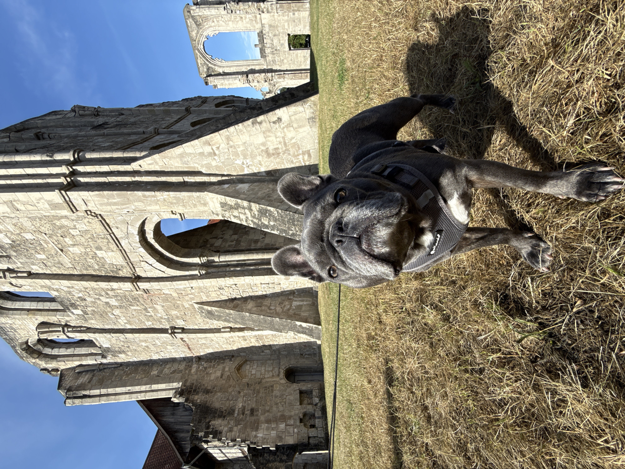 A medium shot captures a grey French bulldog standing in a field of dry grass in front of the ruins of the Walkenried Abbey in Walkenried, Germany. The dog is facing the camera, with its head tilted slightly. The ruins, made of large stone blocks, rise behind the dog, with arched openings visible in the stone structures. The sky above is clear and blue. The image is taken from a low angle, emphasizing the size of the dog and the ruins.