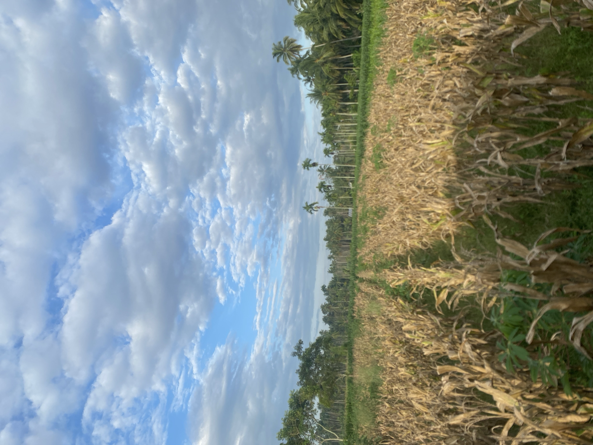 The image shows a landscape in Luengbaro, Indonesia. The sky is filled with numerous cumulus clouds against a blue backdrop. A line of palm trees stretches across the horizon. A cornfield dominates the foreground, with both dry, brown stalks and patches of green vegetation visible. There are no people or animals visible in the image.