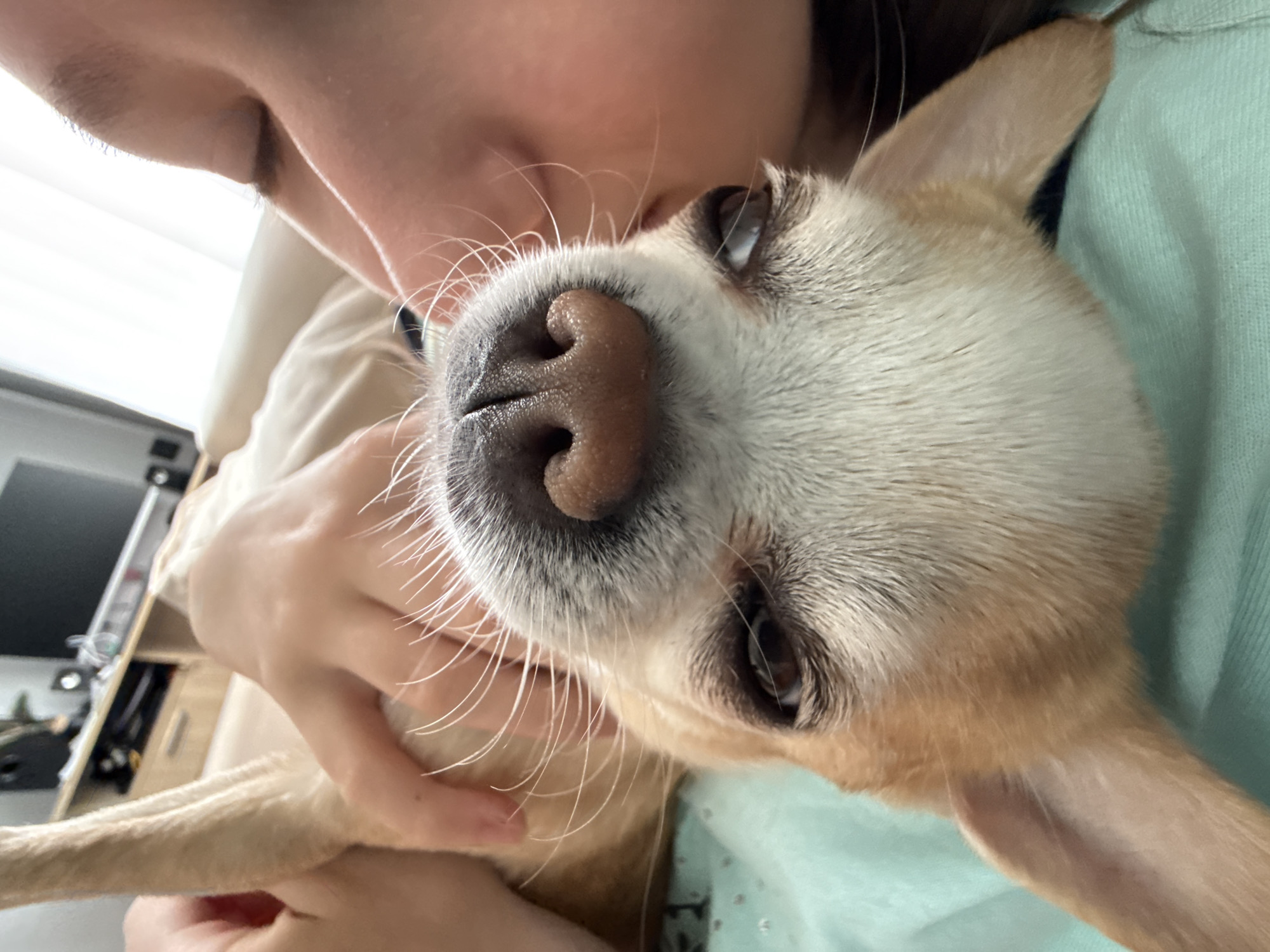 A close-up shot depicts a person holding a tan and white Chihuahua dog. The person's face is near the dog's face, possibly kissing or nuzzling it. The dog has a prominent nose and whiskers, and its eyes are visible. The person is wearing a light tan jacket and a light green top. The background includes a blurred image of a monitor and a shelf with objects. The location is unknown.