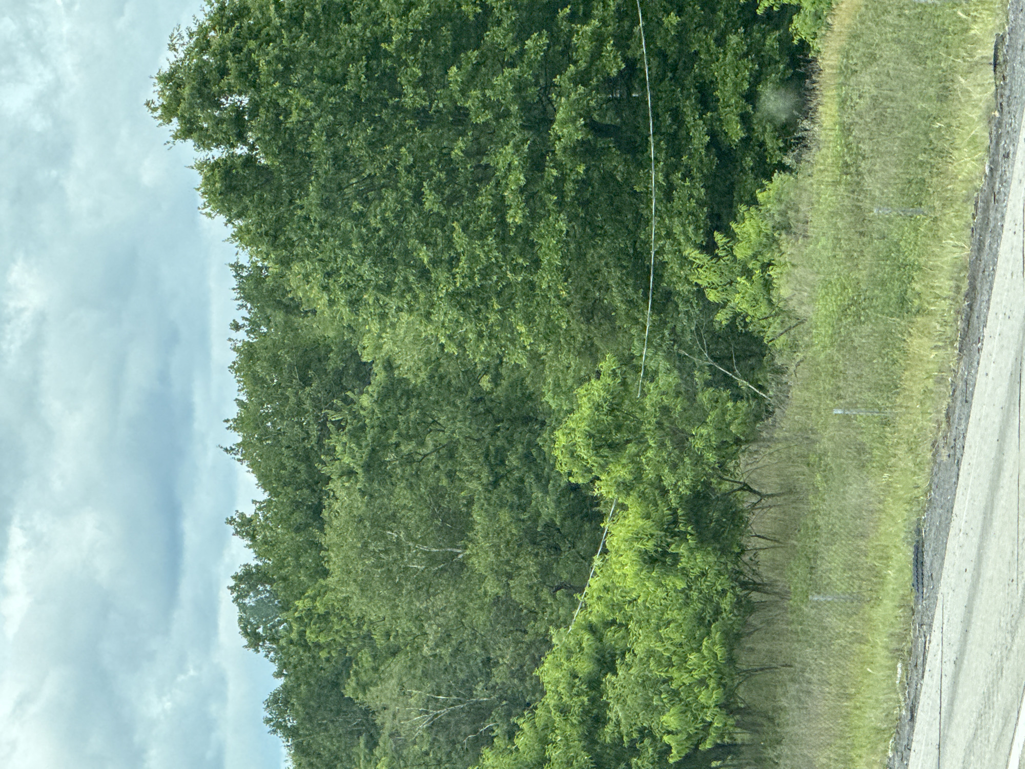 The image captures a roadside scene with lush green trees and vegetation. The perspective is from a vehicle, looking out towards the right side of the frame. The sky is overcast with soft, diffused clouds, suggesting it might be daytime, possibly late morning or early afternoon, under a cloudy sky.
The main subjects are the dense foliage of trees that dominate the left and central portions of the image. Their leaves are a vibrant green, indicating a healthy growth. To the right of the trees, there is a strip of dry grass, transitioning into a paved surface, likely a road or shoulder, that runs diagonally towards the bottom right corner. Faintly visible in the grassy area are a couple of thin, vertical poles, possibly fence posts or markers. A thin, white wire stretches across the frame, appearing to be part of a utility line, adding a man-made element to the natural setting.
There are no people or identifiable objects within the scene. The overall atmosphere is serene and natural, with the emphasis on the abundant greenery and the vast sky. The location is given as Scranton, United States of America, which provides context to the type of flora that might be expected in such an environment. No text is visible in the image.