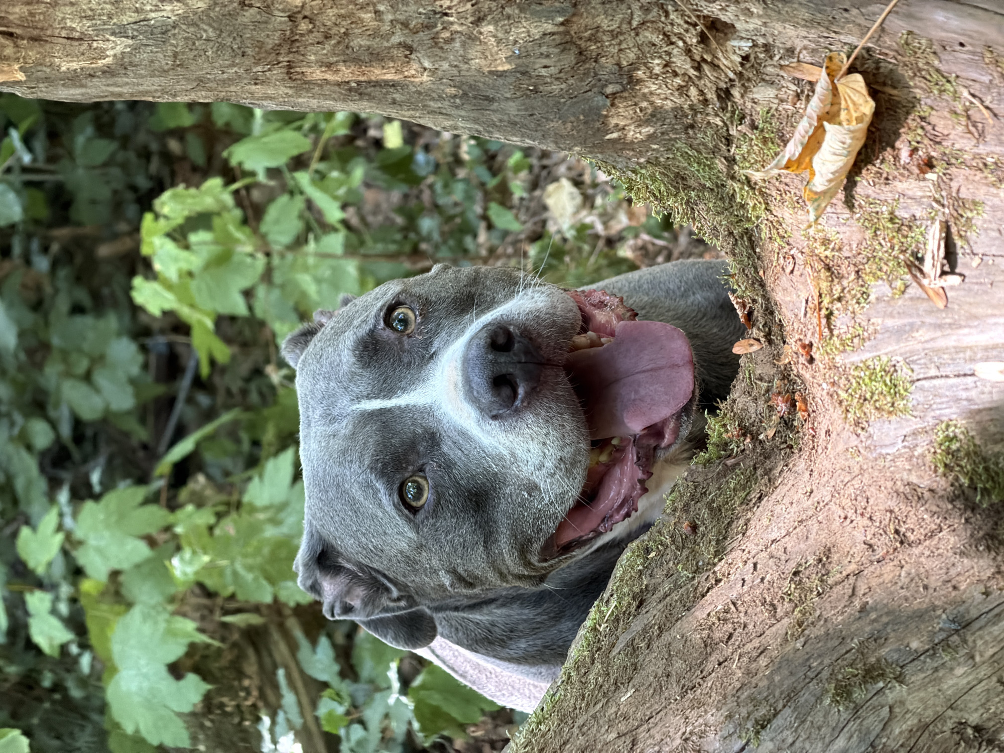 A medium shot captures an American Staffordshire Terrier peeking from behind a large tree trunk in a forest. The dog is grey with a white blaze on its face and is panting, with its tongue hanging out. Its eyes are wide and alert, and its ears are perked. The dog is positioned in the foreground, partially obscured by a moss-covered tree trunk on the left and another tree trunk on the right. The background consists of lush green foliage, suggesting a natural, wooded environment. The lighting indicates it is daytime. The specific location in Esch-sur-Alzette, Luxembourg, is not discernible from the image itself.