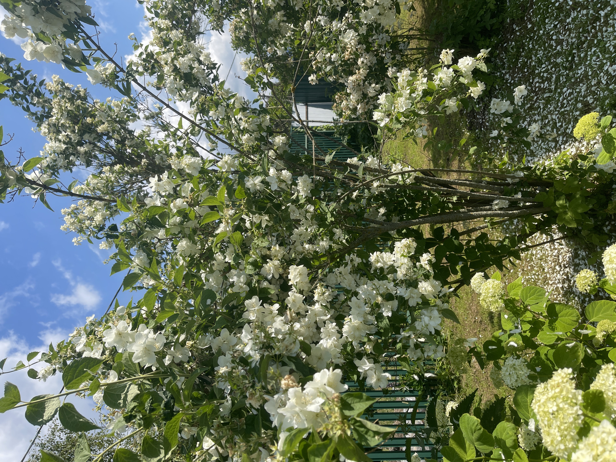 This media file depicts a vibrant outdoor scene dominated by a large flowering bush, likely a mock orange, in full bloom. The bush is laden with clusters of delicate white flowers and lush green leaves. Branches of the flowering bush extend upwards towards a bright blue sky dotted with fluffy white clouds, suggesting a clear and sunny day.
In the background, a simple green fence or trellis is visible, partially obscured by the foliage. Beyond the fence, there is a hint of a building with a metallic roof, and the ground is covered in a scattering of fallen white petals, creating a picturesque effect. The overall setting appears to be a garden or a yard, possibly in a rural or suburban area. The sunlight suggests it is daytime, likely late morning or afternoon, given the bright illumination and the shadows cast.
There are no people or discernible animals in the frame. The focus is entirely on the natural beauty of the blooming bush and its surroundings. The image evokes a sense of tranquility and the freshness of a summer day. The blooming flowers and clear sky contribute to a feeling of warmth and pleasant weather. No visible text is present in the media file.