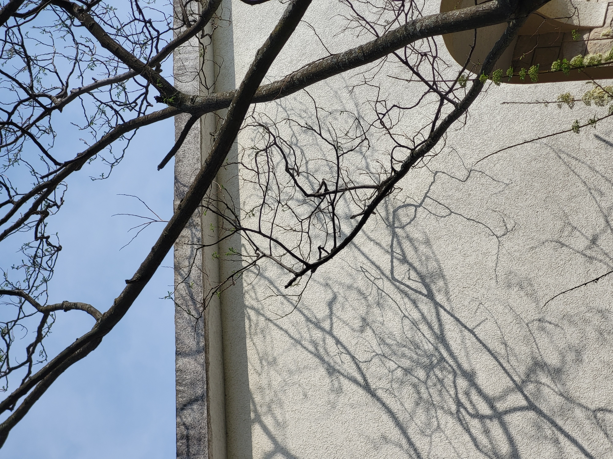 The image presents a striking upward view of bare tree branches against a clear blue sky and a light-colored building wall. Intricate networks of dark brown branches dominate the foreground, with many showing the first signs of spring as tiny, bright green buds and emerging leaves.
To the right, a segment of a building's exterior is visible, featuring a textured, stucco-like wall in an off-white or cream color. Strong sunlight illuminates the scene, casting dramatic, sharp shadows of the tree's branches across the textured surface of the wall. These shadows form complex, organic patterns that mirror the actual branches, creating a visually engaging interplay between light, shadow, and texture.
In the upper right corner, a subtle architectural detail, possibly a rounded arch or decorative element, can be seen on the building. The bright blue sky suggests clear weather, and the crisp shadows indicate it is likely mid-morning or afternoon. There are no people or visible text in the image. The scene captures a peaceful moment where natural forms meet urban architecture, characteristic of locations like Budva, Montenegro, highlighting the transition into spring.