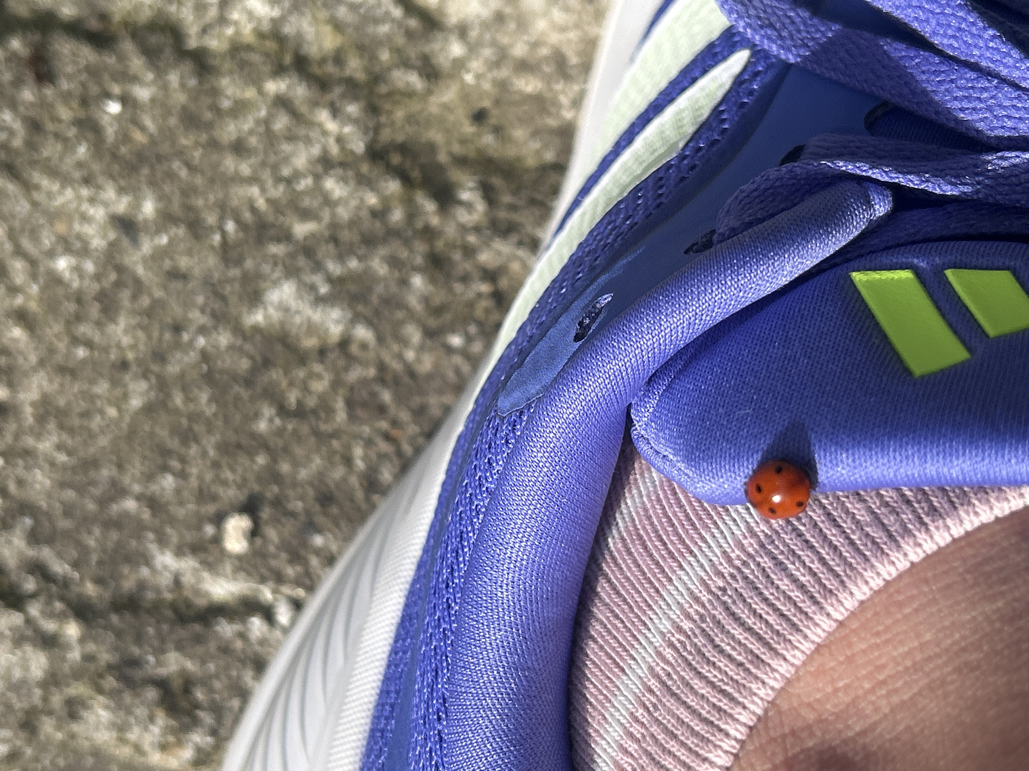 A close-up shot shows a portion of a person's left foot inside a shoe. The shoe is primarily white with purple and lime green accents. A red ladybug with black spots is resting on the upper part of the shoe, near the instep. The background consists of a rough, gray concrete surface. The location is unknown.