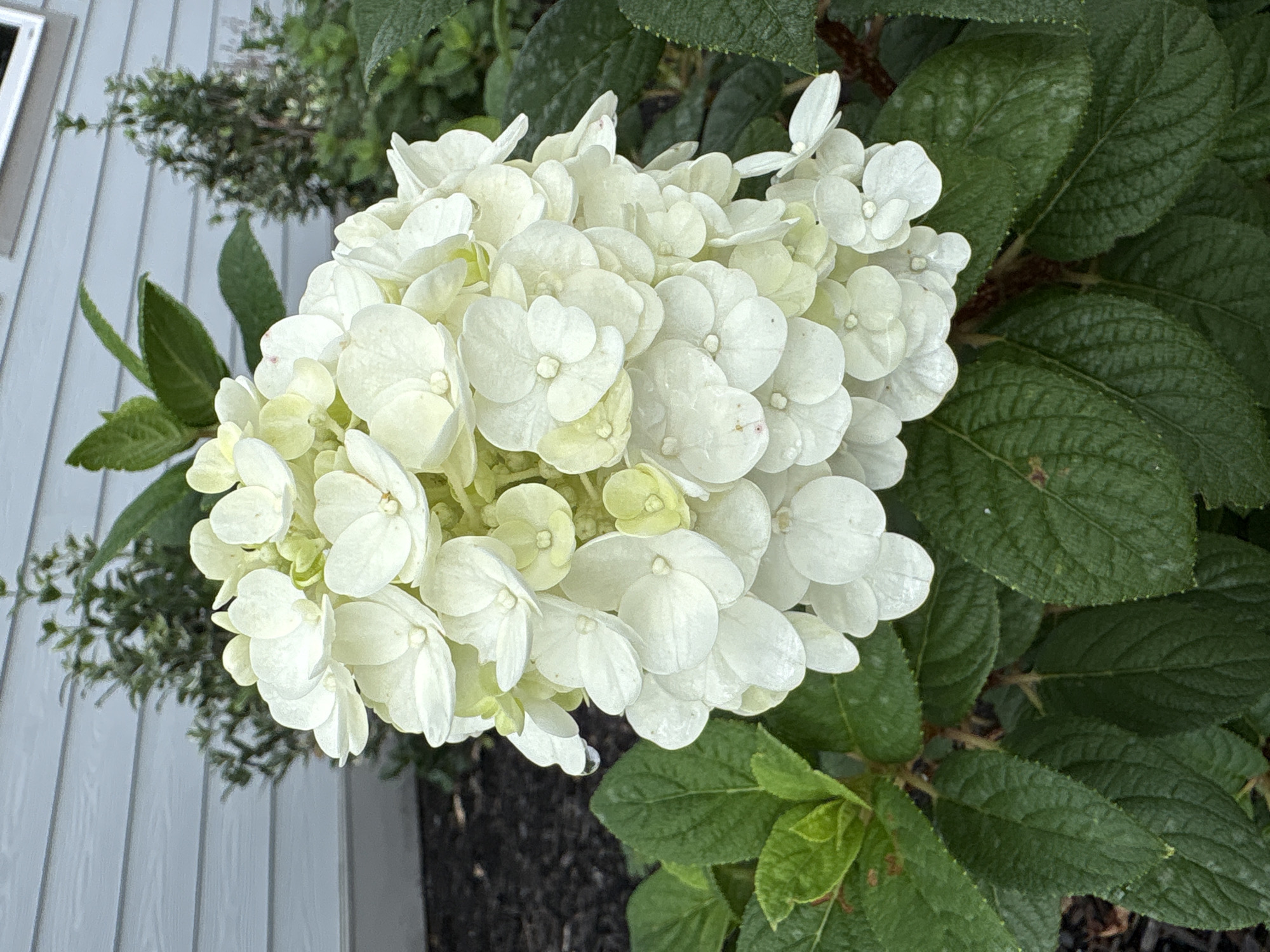 A white hydrangea bloom with some light green centers is the main subject of the image, pictured in a medium close-up. The bloom is dense with numerous small, overlapping petals. The hydrangea is situated in a garden with dark mulch and vibrant green foliage. In the background, a light blue, horizontal-sided house wall is visible, with two small evergreen shrubs in front of it. The image appears to have been taken outdoors, with natural lighting. No people or actions are depicted. The location is in the city of Wilmore, United States of America.