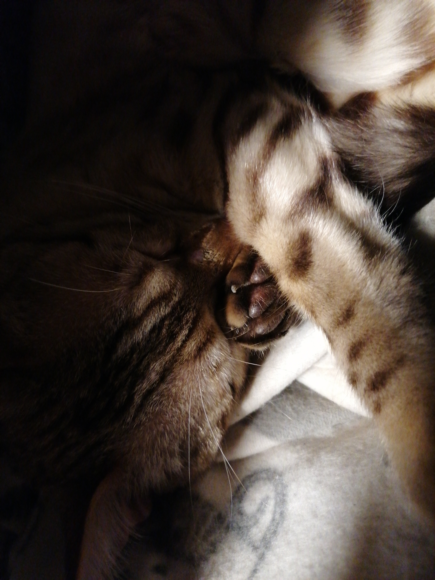 The image shows a close-up of a sleeping cat. The cat is lying on a light-colored blanket with a dark grey pattern. The cat's head is turned towards the left side of the frame, with its paw covering its face. The cat has brown and black stripes. The paw covering its face is light-colored with dark brown spots.