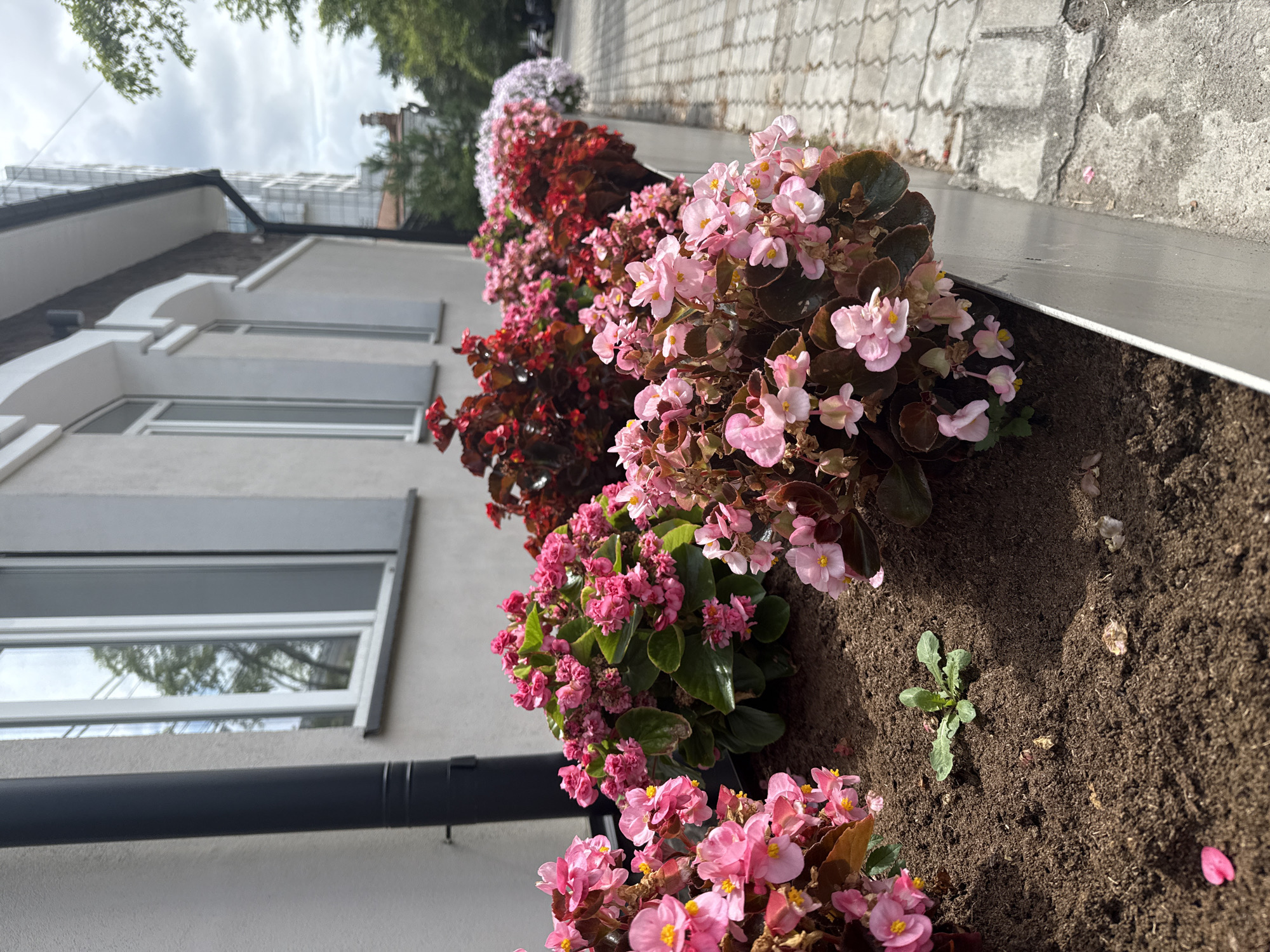 The image shows a planter box filled with pink and red begonia flowers in front of a modern building with windows. A downspout runs along the exterior wall of the building. The planter box is situated next to a paved walkway. In the background, a tall modern building and trees are visible, along with a cloudy sky. The location is identified as Khabarovsk, Russia. There are no people or animals visible in the image. The scene appears to be an urban outdoor setting.