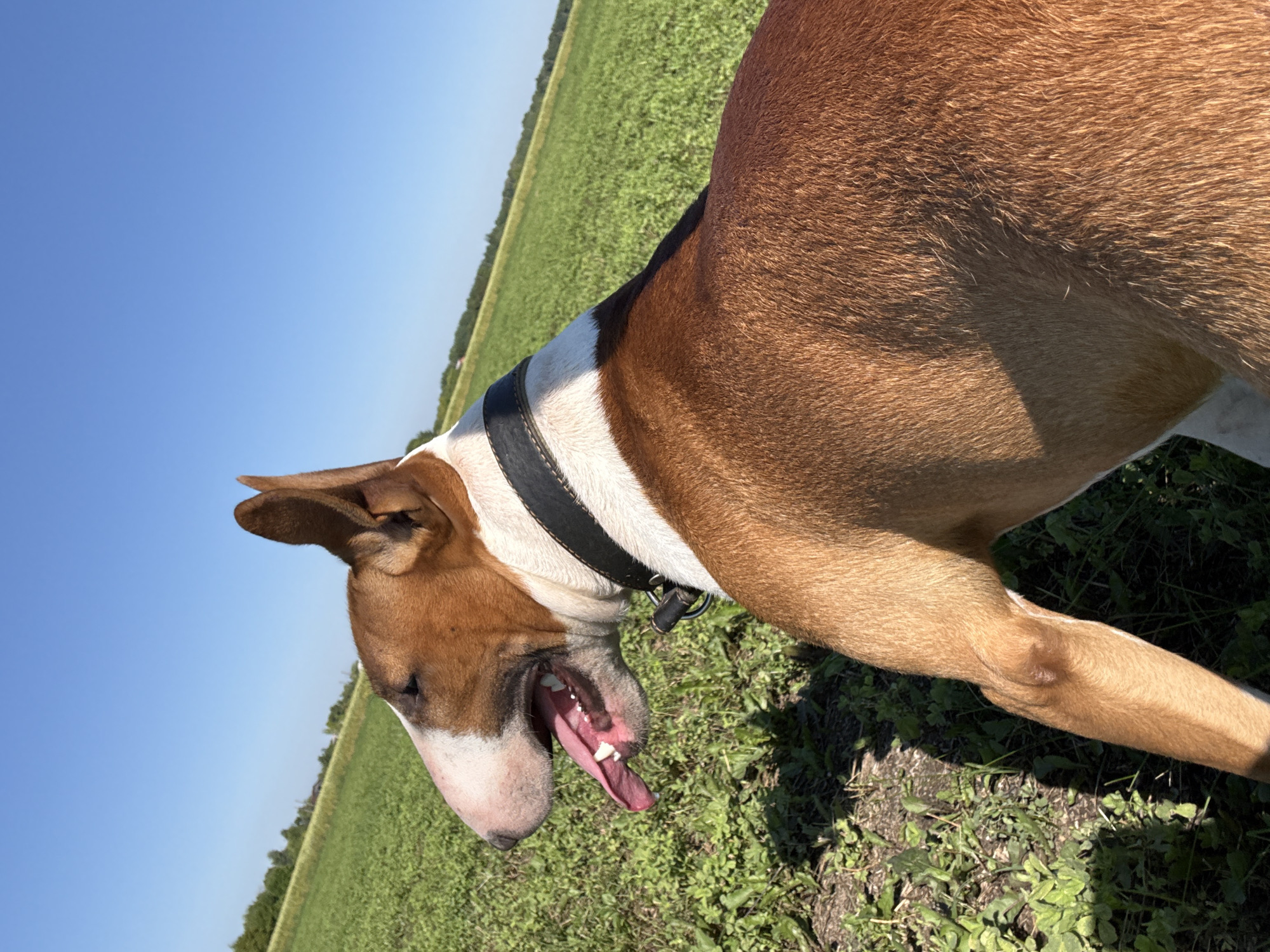 A tan and white Bull Terrier stands in a grassy field with a bright blue sky overhead. The dog is facing left in profile, its mouth open and tongue hanging out. A black collar is visible around its neck. The field is green and appears to be a cultivated crop, with a line of trees visible in the distance. The image was captured on a sunny day. The location is Ямурза, Russia.