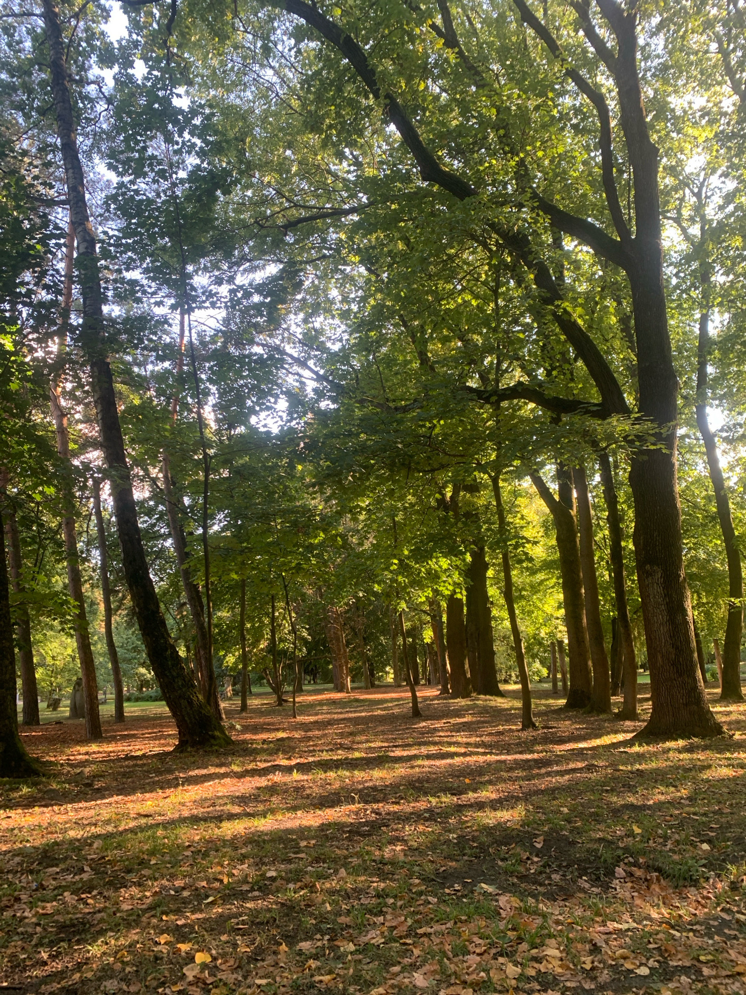 The image depicts a park with tall trees and dappled sunlight on the ground. The ground is covered in dry leaves and grass. The trees are a mix of deciduous and coniferous species, with lush green foliage. The sunlight creates long shadows across the ground, indicating that it is either early morning or late afternoon. The scene is peaceful and natural, suggesting a tranquil setting within a city.
This scene is likely located in the High Castle Park (Vysokyi Zamok) in Lviv, Ukraine. The park is known for its hilly terrain, dense forests, and panoramic views of the city, making it a popular spot for relaxation and recreation. The presence of mature trees and the natural landscaping are consistent with the characteristics of this park.
