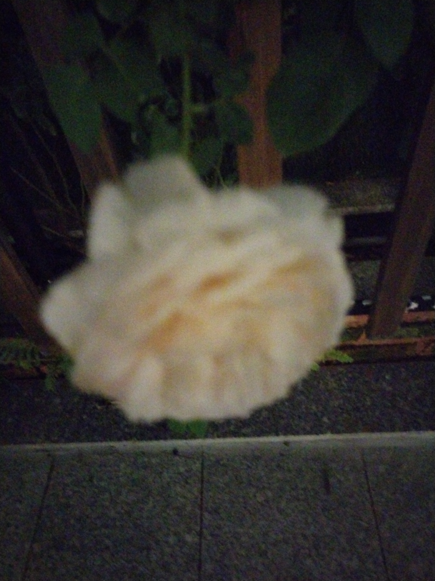 The media file displays a close-up, out-of-focus shot of a pale pink or white rose bloom. The rose is the central subject, appearing soft and ethereal due to the blur. Behind the rose, dark green foliage is visible, suggesting a garden or natural setting. The background also includes indistinct reddish-brown vertical elements, possibly wooden fence posts or structural supports, and a dark, textured ground surface, potentially pavement or gravel. A sliver of lighter gray pavement runs along the bottom edge of the frame, indicating a walkway or patio area. The lighting appears dim, suggesting it might be late evening or early morning, or taken in a shaded area. There are no people, text, or specific weather conditions discernible. The overall impression is one of a tranquil, close-up study of a delicate flower in a somewhat naturalistic environment.