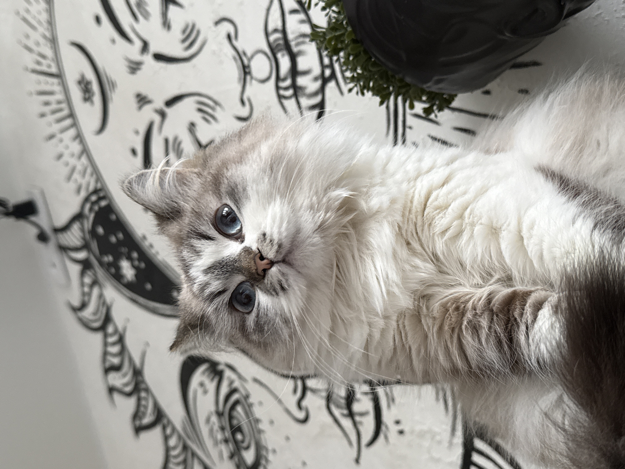 The image displays a domestic long-haired cat, likely a Ragdoll or similar breed, with seal lynx point coloration, white body fur, and distinct blue eyes. The feline subject is positioned looking upwards and slightly to the viewer's left. The background consists of a white wall featuring large, black line-art illustrations, including stylized celestial or mythological faces resembling sun and moon motifs. A portion of a dark-colored pot containing green foliage is visible on the right side of the frame. The scene is an indoor environment located in Rostov-on-Don, Russia.