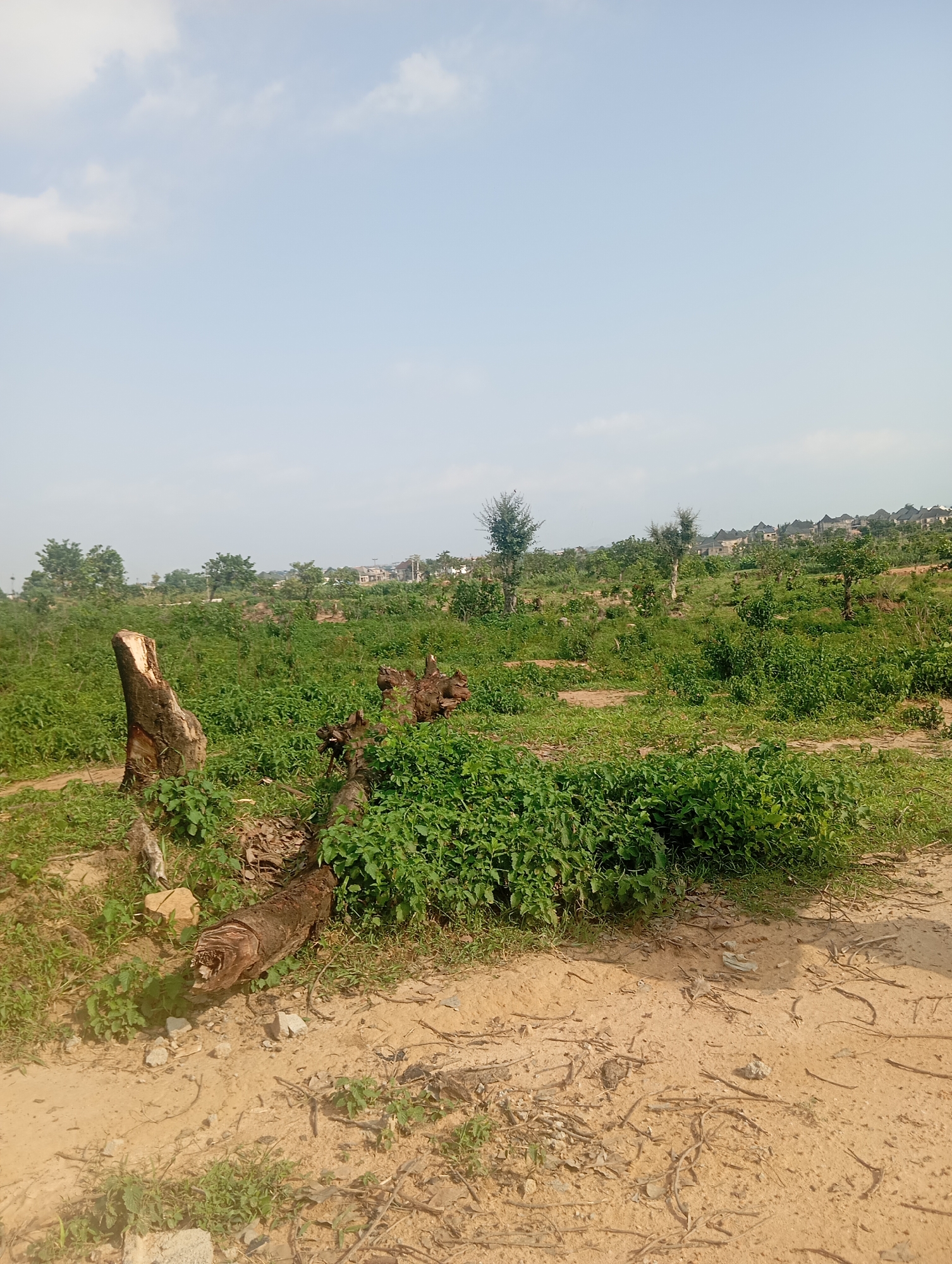 The image shows a partially cleared, overgrown landscape in Karsana 2, Nigeria. In the foreground, two large, weathered tree stumps are prominent. One is upright, split and showing signs of decay, while the other lies horizontally, partially buried in the earth and surrounded by dense green vegetation. The ground is a mixture of dry, sandy soil with scattered twigs and small rocks, interspersed with patches of low-lying green plants.
Beyond the foreground, the terrain rises slightly, covered in more dense, green foliage and scattered trees. In the mid-ground and background, a row of modern residential buildings with distinctive dark, multi-pitched roofs is visible on a higher elevation, suggesting a developing urban or suburban area. The sky is a pale blue with sparse, wispy clouds. The overall impression is of a transitional area undergoing development, with remnants of natural growth coexisting with signs of construction. There are no people or animals visible in the image.