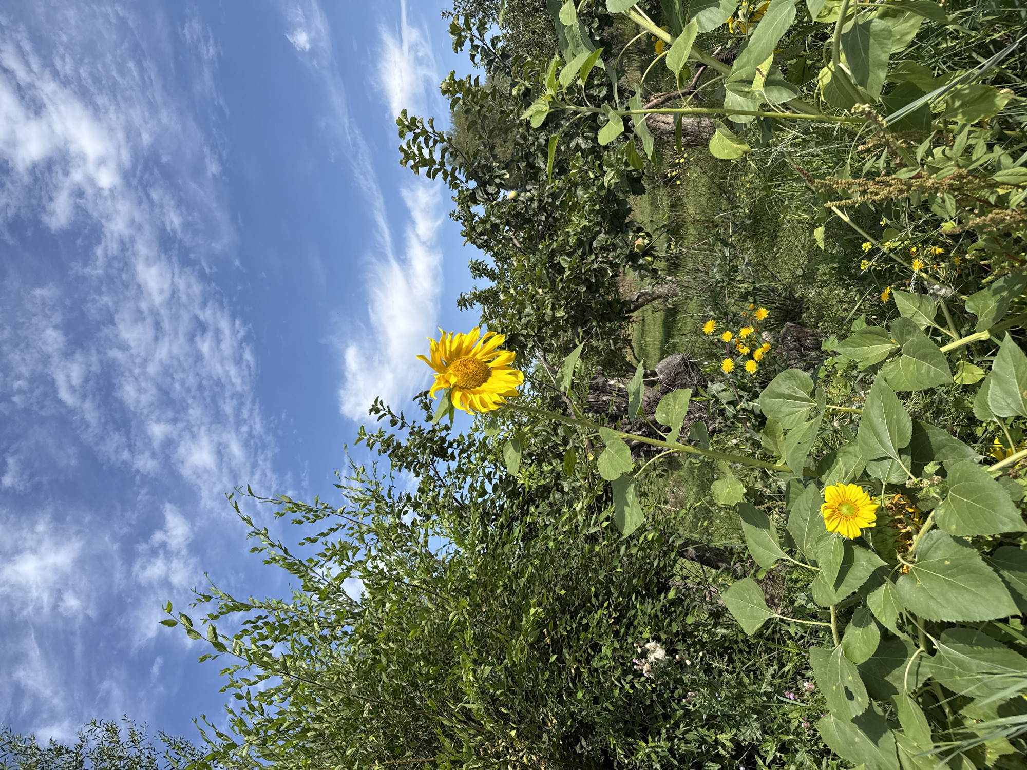 The image depicts a bright, sunny day in Boru-Bash, Kyrgyzstan, with a clear blue sky dotted with wispy white clouds. In the foreground, a large sunflower with bright yellow petals stands tall. To the left of the sunflower, a cluster of smaller yellow flowers and lush green foliage are visible. Behind the sunflower, an orchard of trees with green leaves can be seen, suggesting a rural or garden setting. The overall scene conveys a sense of nature and a peaceful atmosphere.
