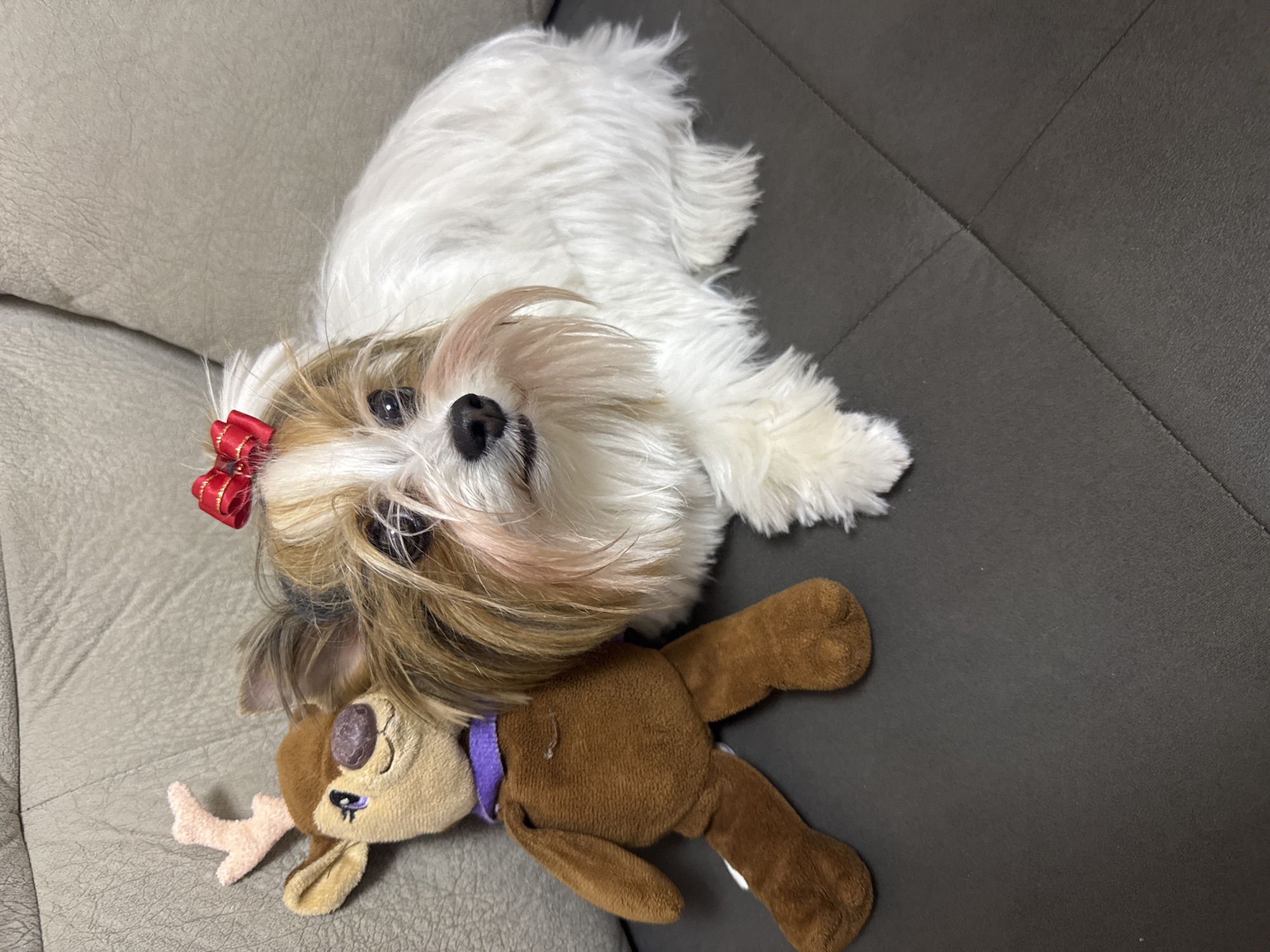 A small, white and brown Shih Tzu dog with a red bow in its hair lies on a light gray couch and rests its head on a stuffed brown reindeer toy with a purple collar. The couch is located in an indoor environment, the location in Plovdiv, Bulgaria cannot be determined from the provided image.