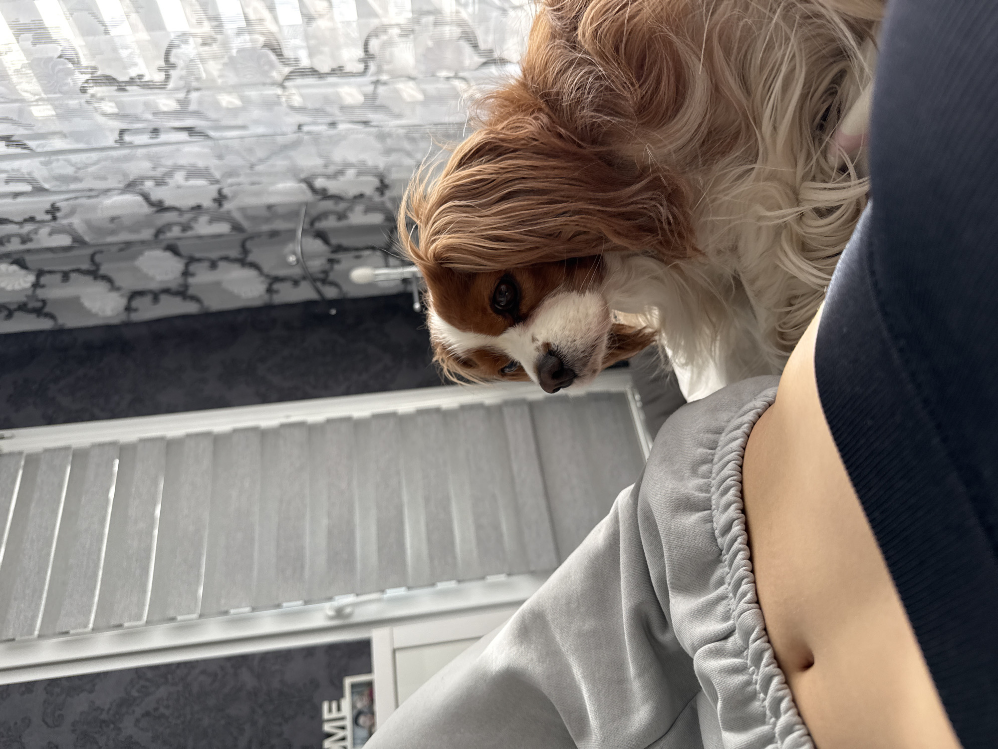 A Cavalier King Charles Spaniel is looking downward in the frame. A person in grey sweatpants and a black tank top is visible. The background includes a window with vertical blinds and a grey patterned curtain. There is no evidence to suggest the image was taken in Sofia, Bulgaria.