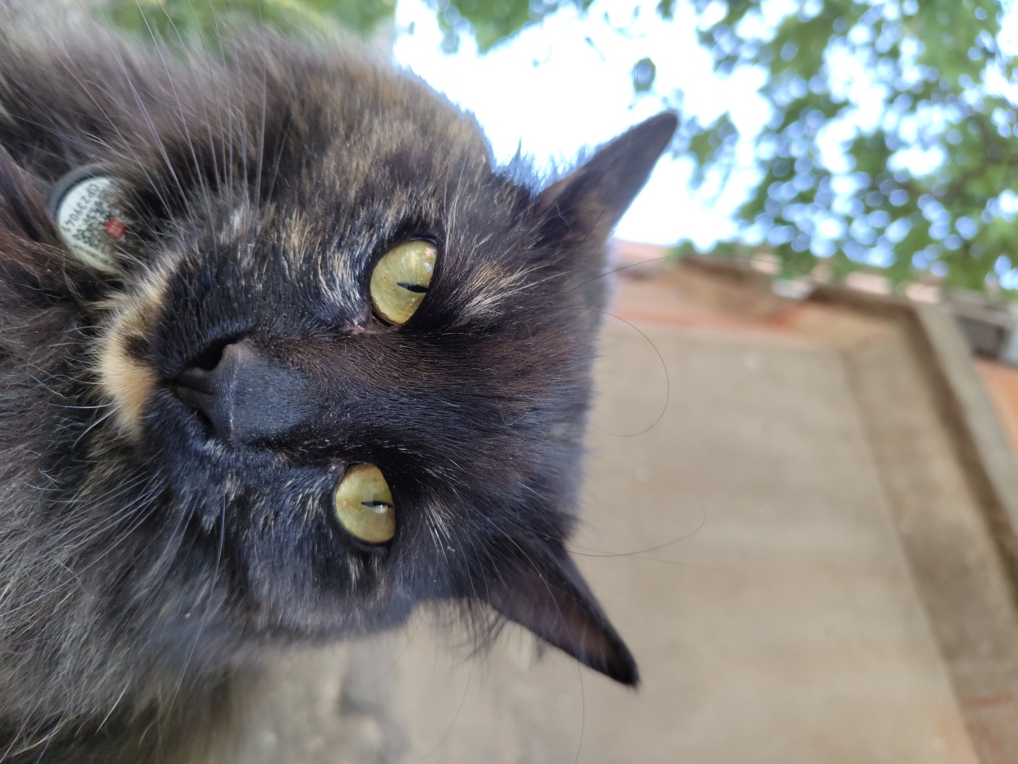 A close-up, low-angle shot captures the face of a dark-furred cat with striking yellow-green eyes and a fluffy mane. The cat wears a circular, grey tag with red and white markings and the alphanumeric code "CP239041". The background is blurred, with hints of green foliage and a tan, textured wall or building, suggesting an outdoor urban environment. The lighting is natural and appears to be daylight.