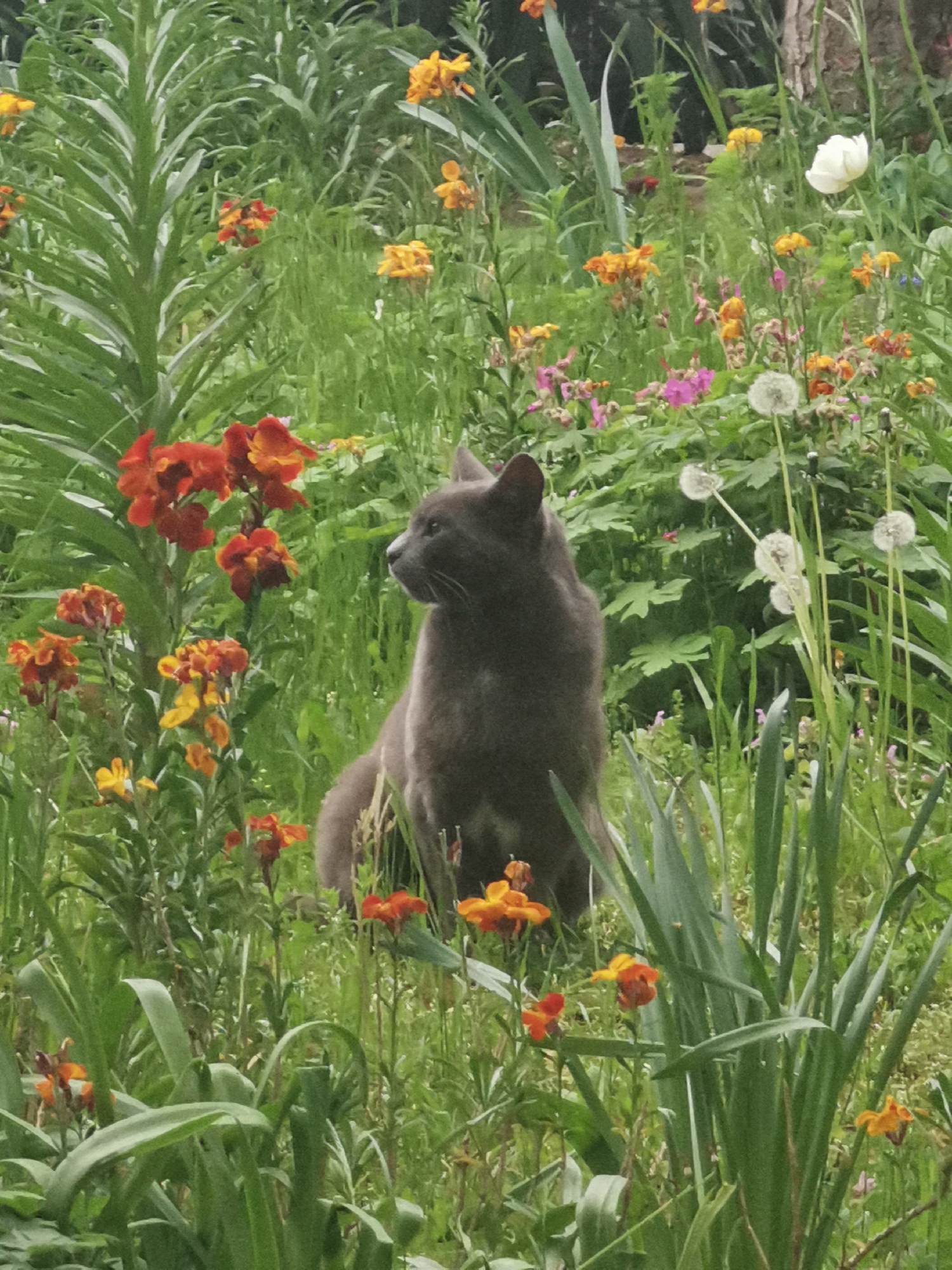 A grey domestic cat sits amidst a garden of wildflowers, including orange and yellow blooms, as well as some dandelions. The location is likely a garden in Varna, Bulgaria, although there are no landmarks visible to confirm this. The cat is the primary subject of the image, and it is positioned in the center, looking toward the left side. The surrounding environment consists of a dense assortment of tall grasses and wildflowers. There are no other people or animals visible in the frame.