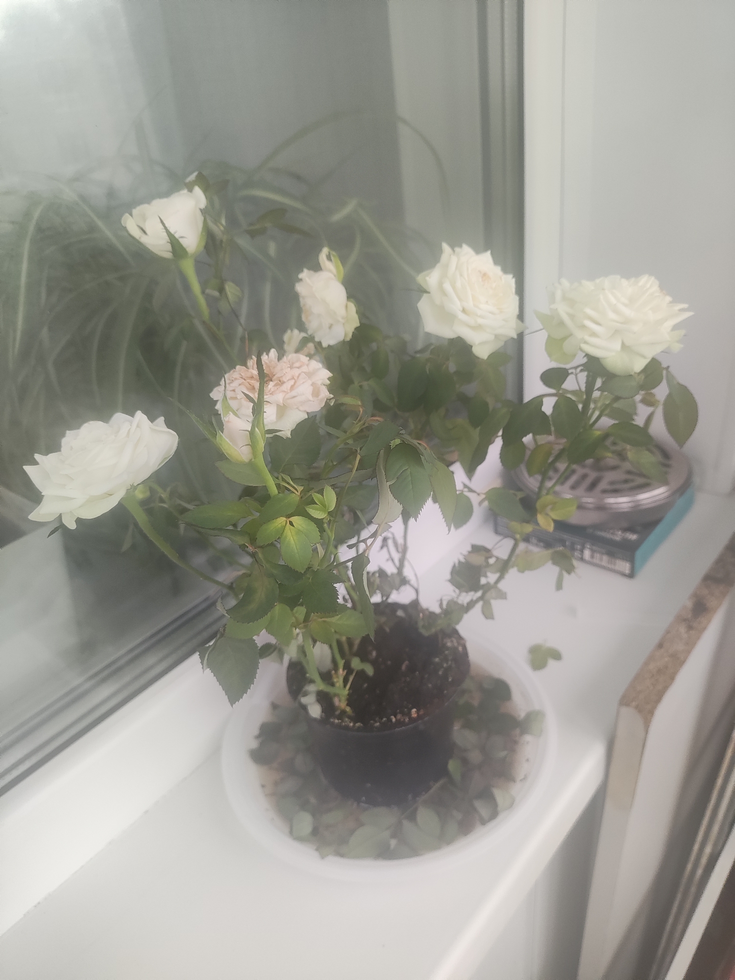 A potted miniature rose bush with several white and light pink blooms sits on a white windowsill in пгт Вербилки, Russia. The rose bush has green leaves and is in a dark brown pot, which rests on a white saucer. Behind the rose bush, through a slightly fogged window, long green leaves of another plant are visible. To the right of the rose bush, on the windowsill, is a silver flower frog and two books, one light blue and the other black with white text. The scene is illuminated by natural light.