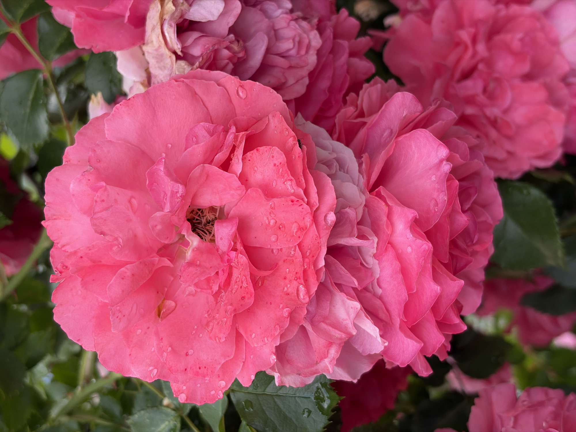 This media file is a close-up, high-angle shot of several bright pink roses with water droplets on their petals. The roses are in full bloom, with layers of delicate petals. The background is filled with more roses and green leaves, suggesting a garden setting. The water droplets indicate recent rain or dew. There are no people, text, or specific time of day or weather cues visible. The location is identified as Dongaron, Russia. The image evokes a sense of natural beauty and freshness.