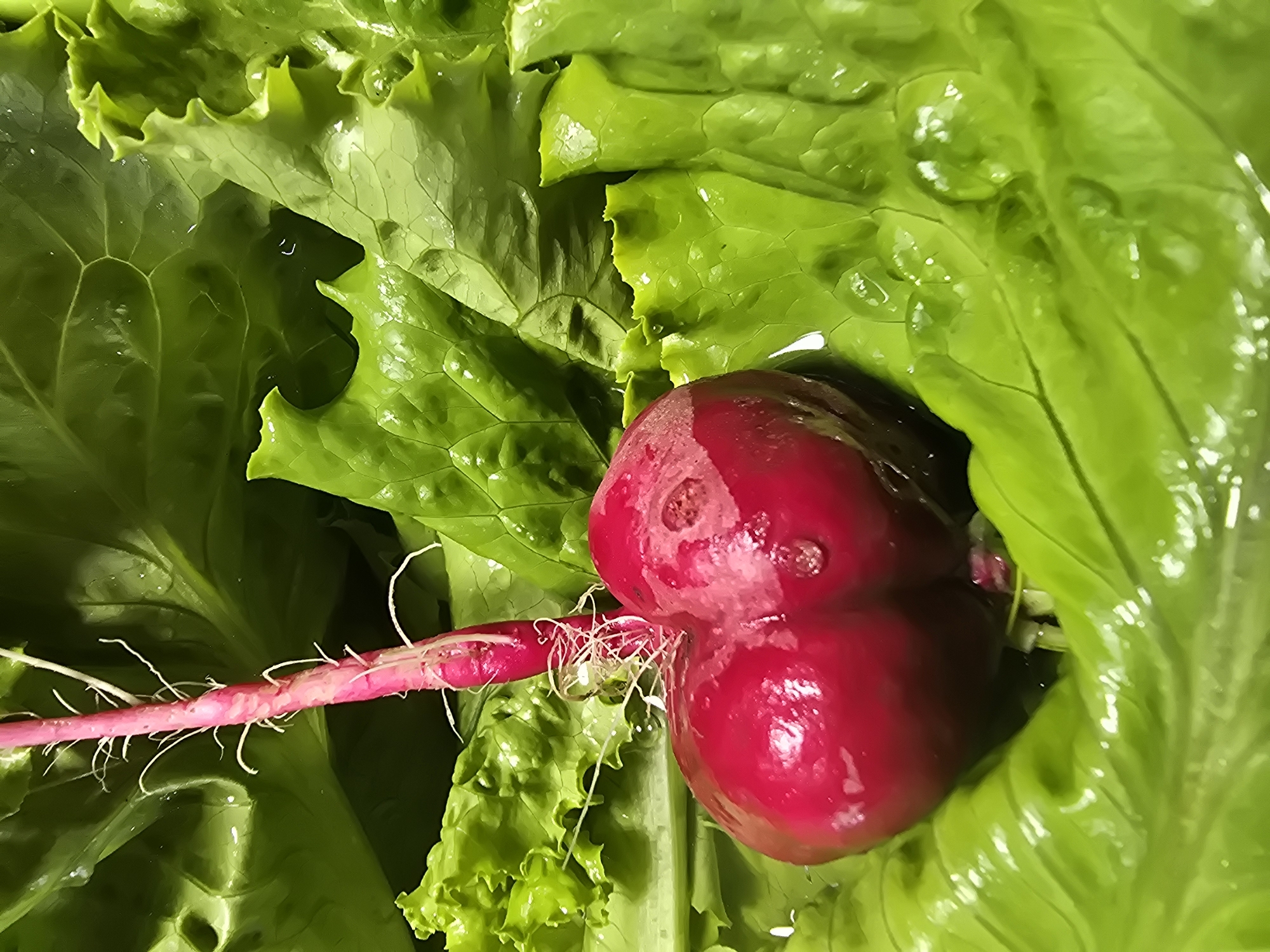 A close-up, high-angle shot features a heart-shaped, bright red radish with delicate white root hairs. The radish is nestled on a bed of vibrant green, wet lettuce leaves. The leaves have a ruffled texture and are glistening with water droplets, suggesting they have been recently washed or are very fresh. The lighting is bright and even, highlighting the textures and colors of the vegetables. The background is entirely composed of these green lettuce leaves. No people or city elements are visible in this image.