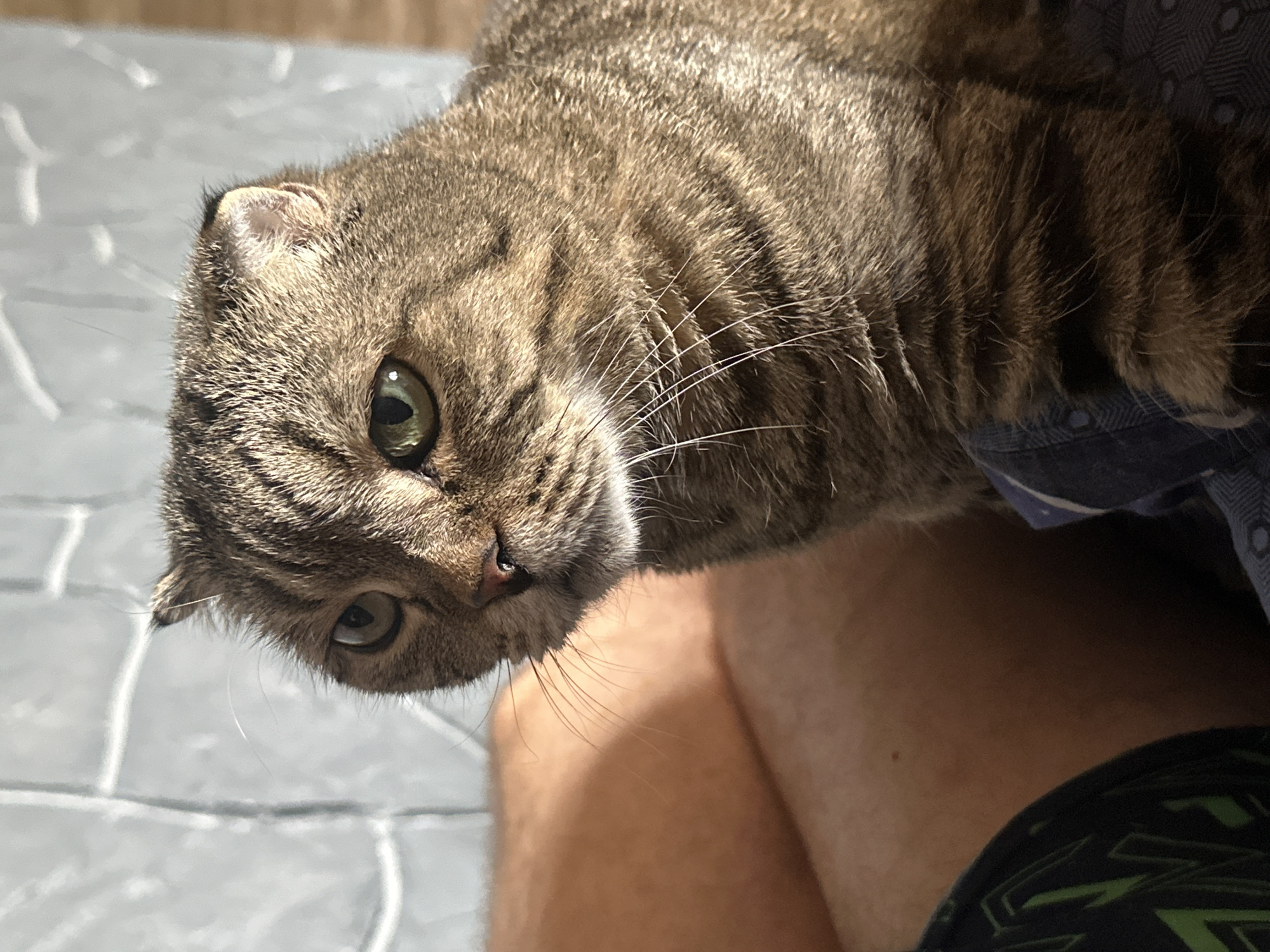 A medium close-up shot captures a Scottish Fold cat with tabby markings, its head tilted slightly to the left, with its gaze directed forward and slightly down. The cat has green eyes and folded ears, with its fur appearing brown and grey. The background is softly blurred, revealing a textured, light-colored wall with vertical lines and diagonal shadows, suggesting it is near a window. In the foreground, the cat rests on what appears to be a person's lap, indicated by the visible skin and patterned fabric. The lighting suggests natural light is present, casting shadows on the wall and illuminating the cat's fur. The scene is indoors, with no specific indicators pointing to Ozerki, Russia, beyond the prompt's assertion.